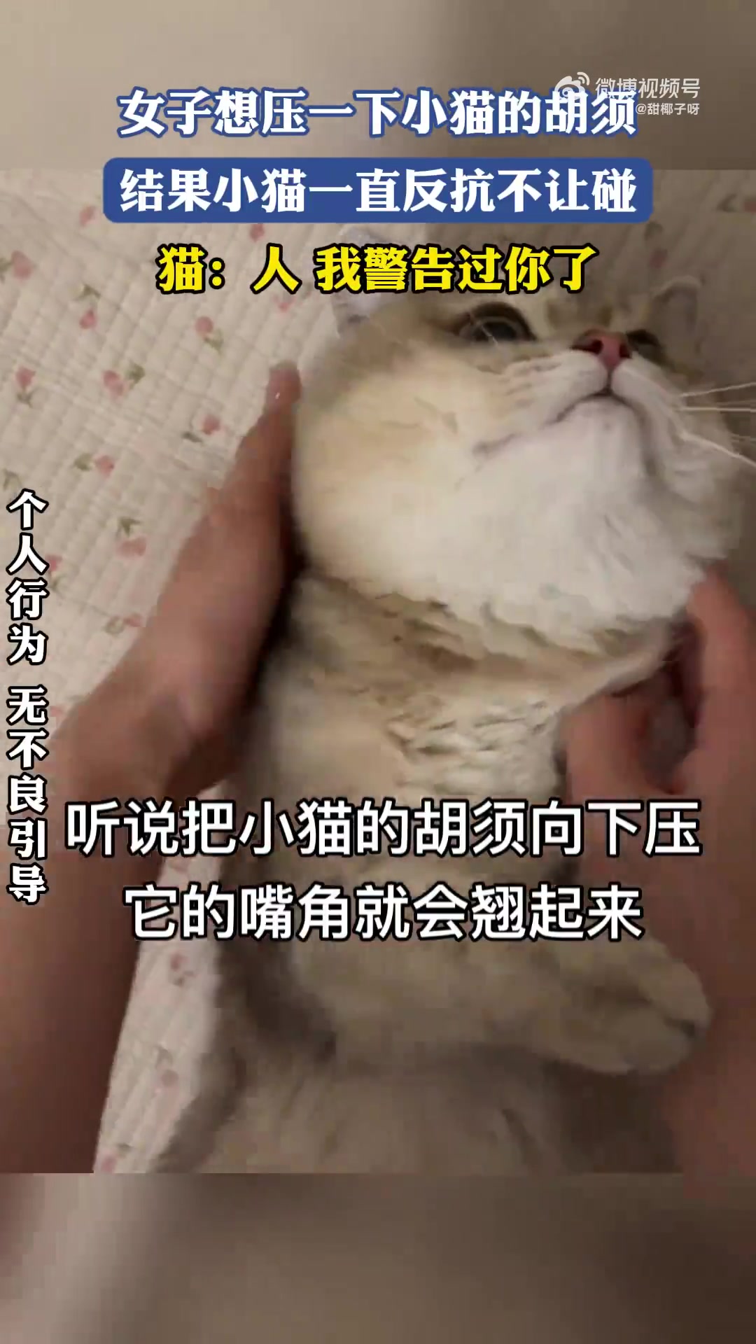 女子想压一下小猫的胡须，结果小猫一直反抗不让碰