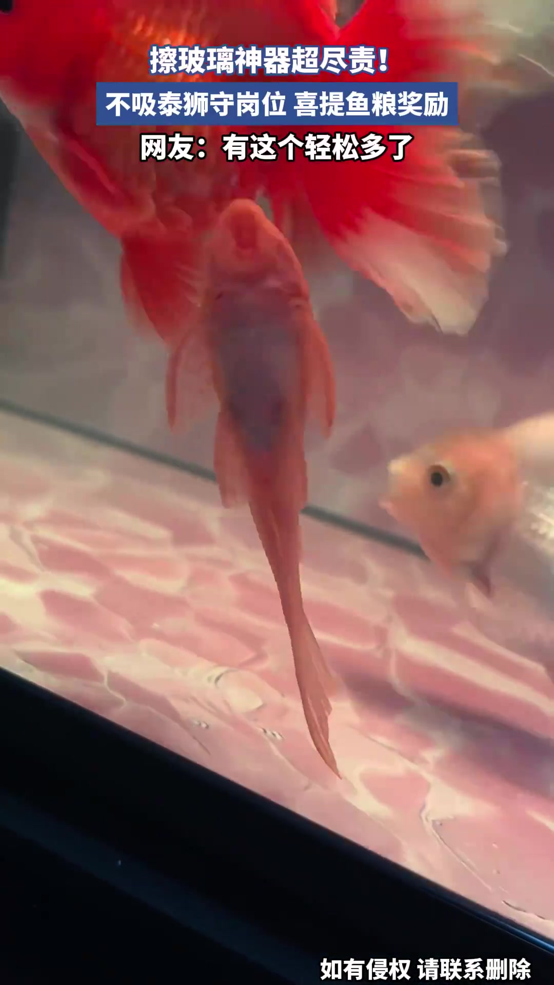 擦玻璃神器超盡責！不吸泰獅守崗位，喜提魚糧獎勵