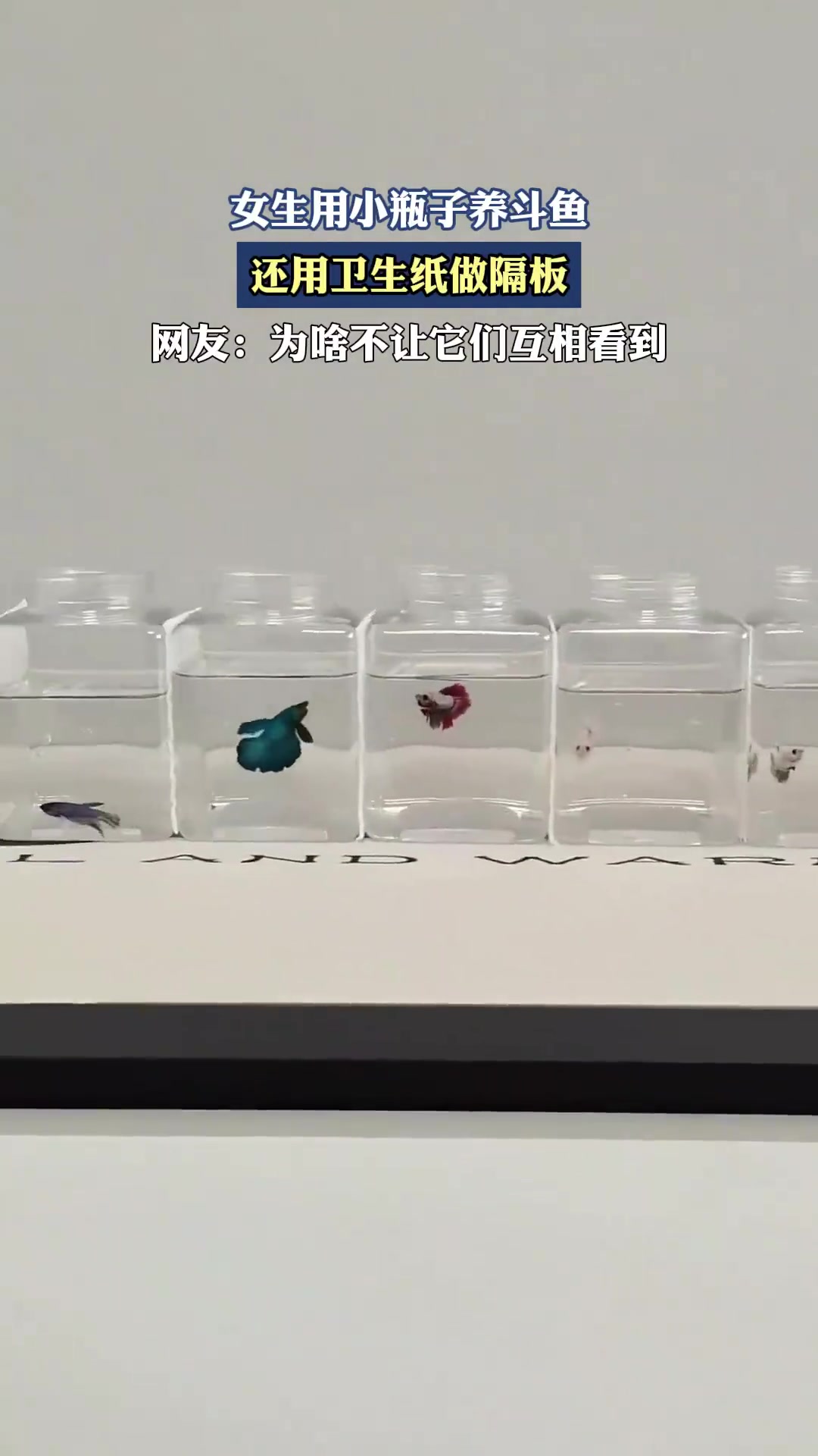 女生用小瓶子養(yǎng)斗魚，還用衛(wèi)生紙做隔板