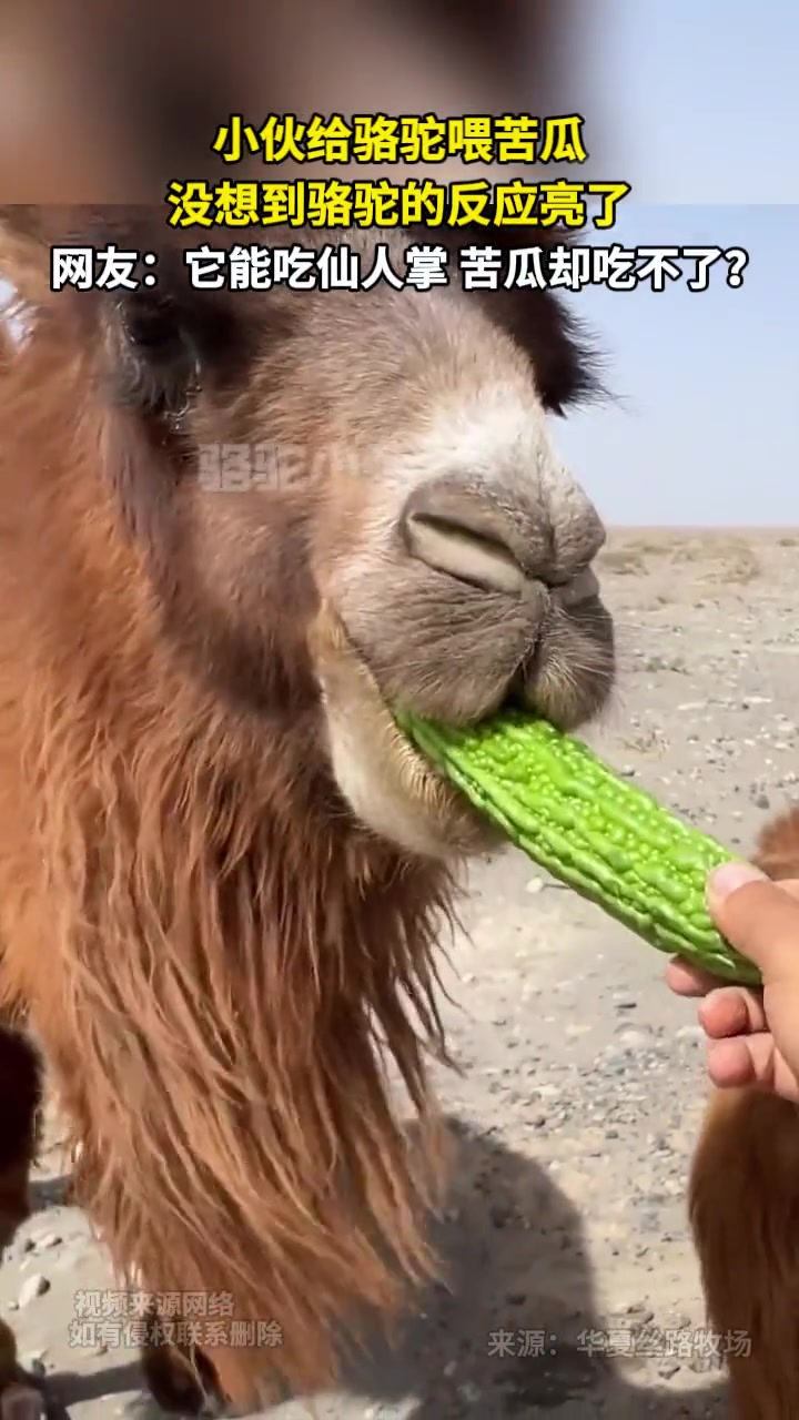 小伙给骆驼喂苦瓜，骆驼反应亮了！！
