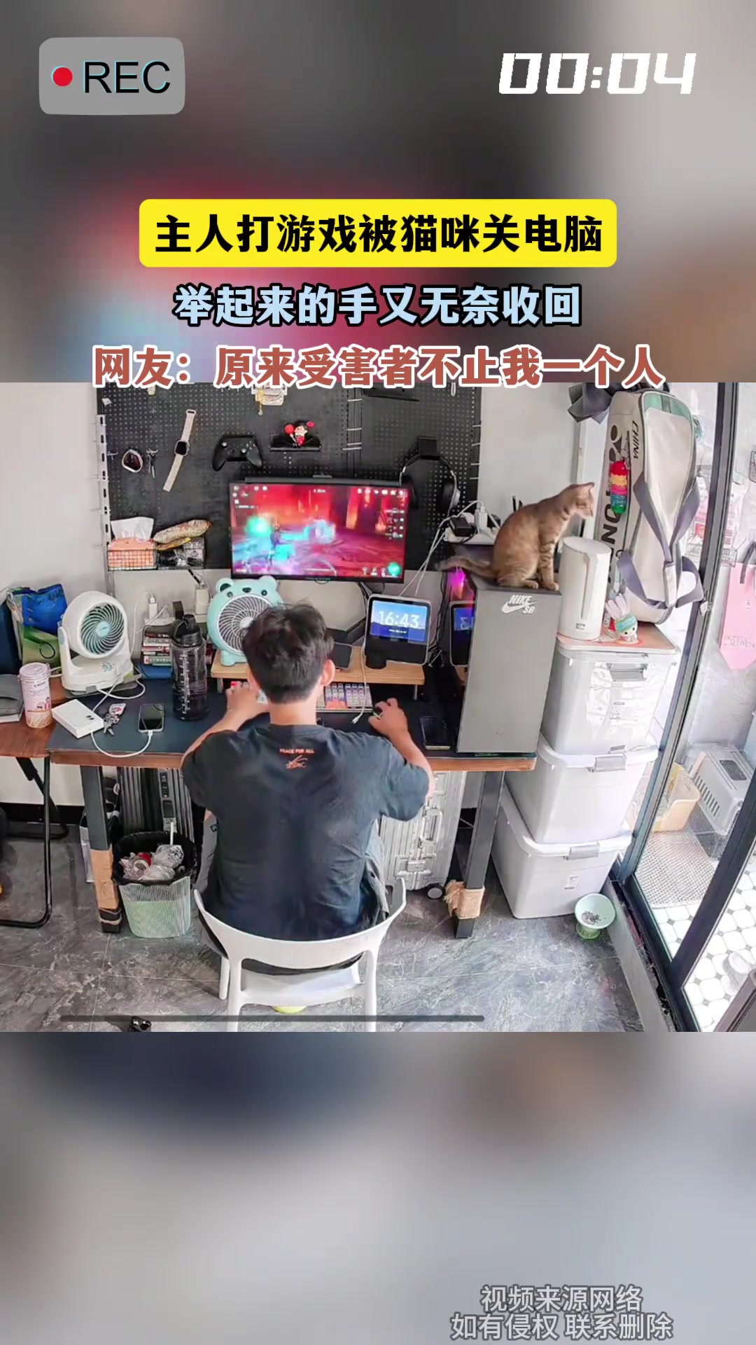 主人打游戏被猫咪关电脑，举起来的手又无奈收回