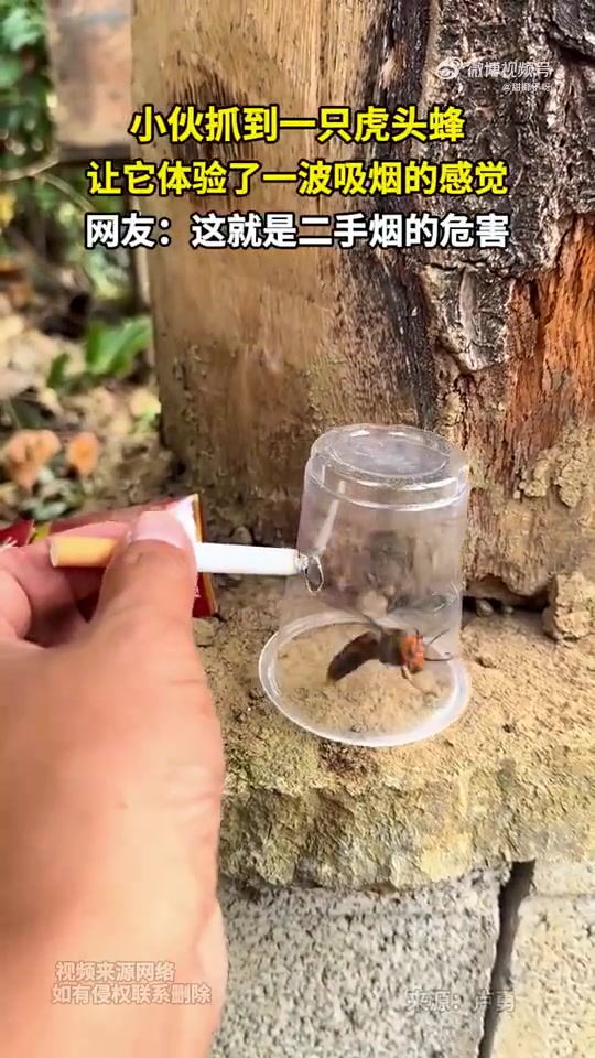 小伙抓到一只虎头蜂让它体验了一波吸烟的感觉