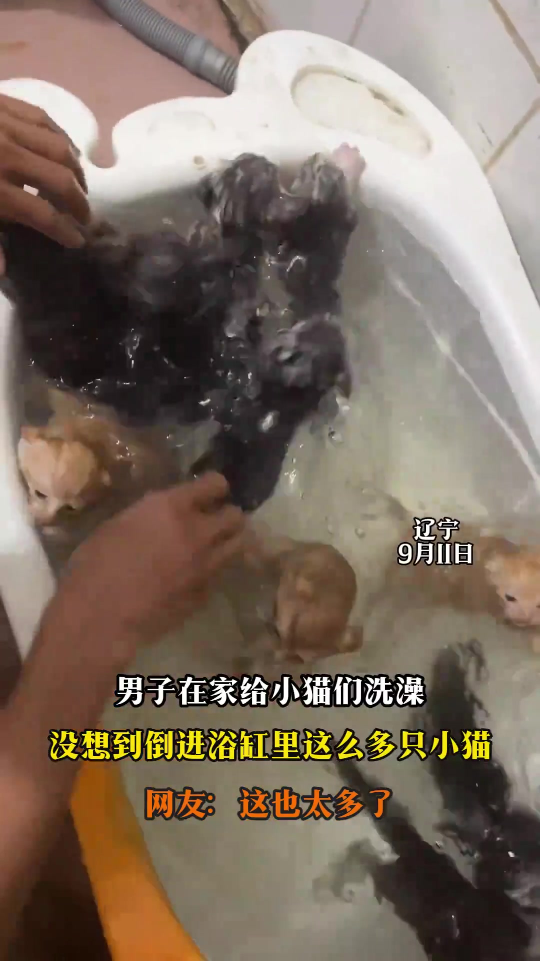 男子在家给小猫们洗澡，没想到倒进浴缸里这么多只小猫