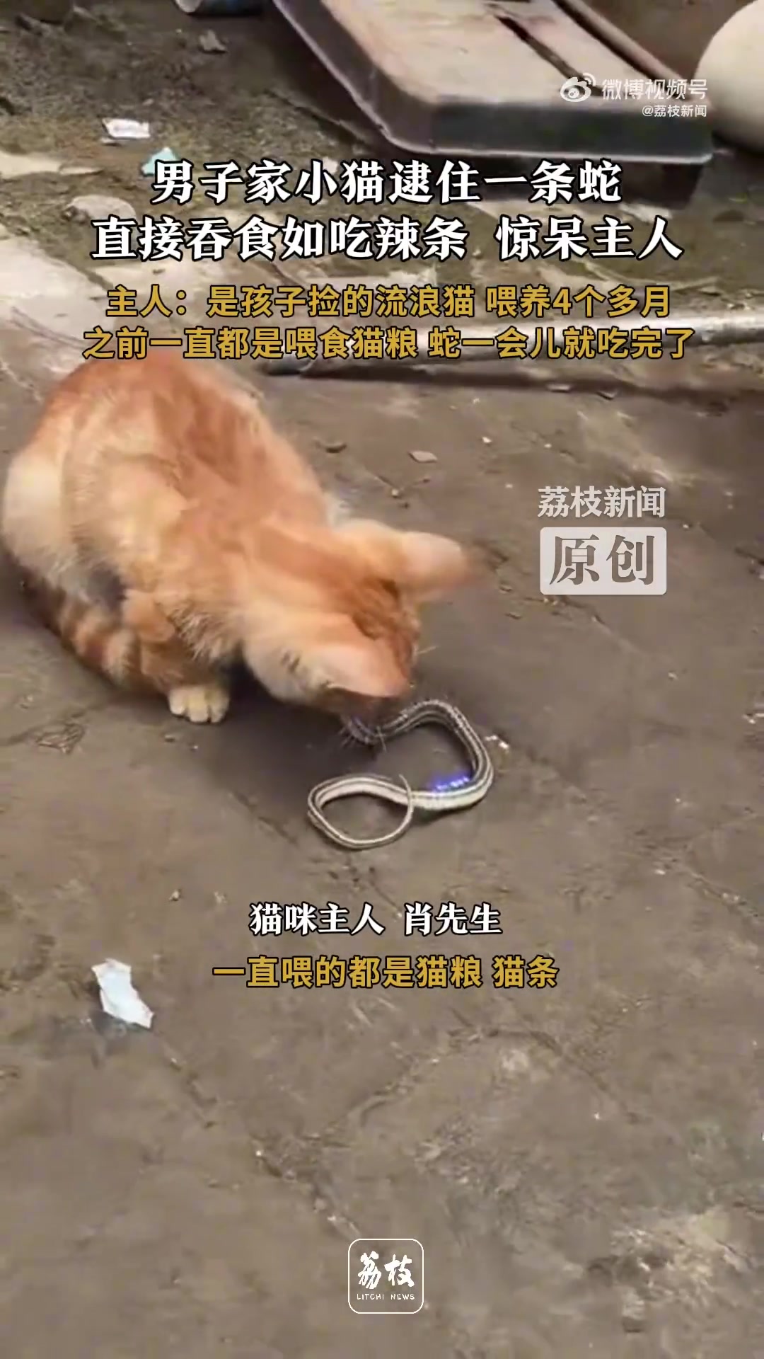 小猫生吞活蛇像在吃辣条
