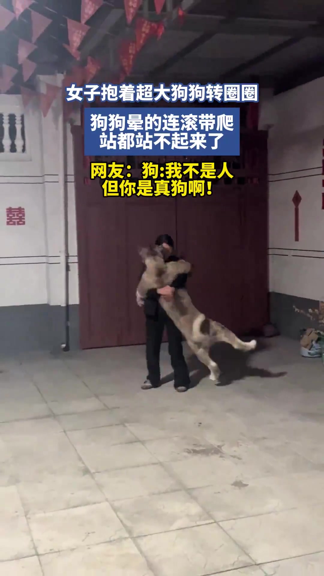 女子抱着超大狗狗转圈圈，狗狗晕的连滚带爬，站都站不起来了