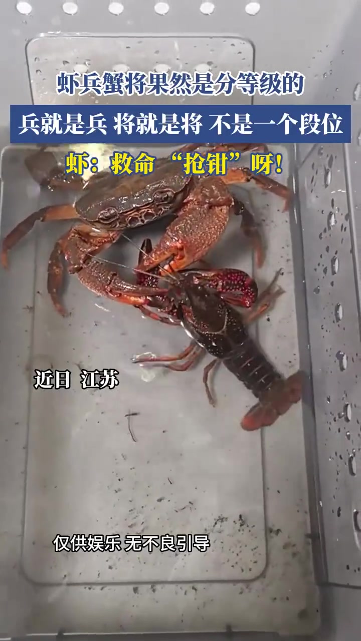 蝦兵蟹將果然是分等級的，兵就是兵，將就是將，不是一個(gè)段位