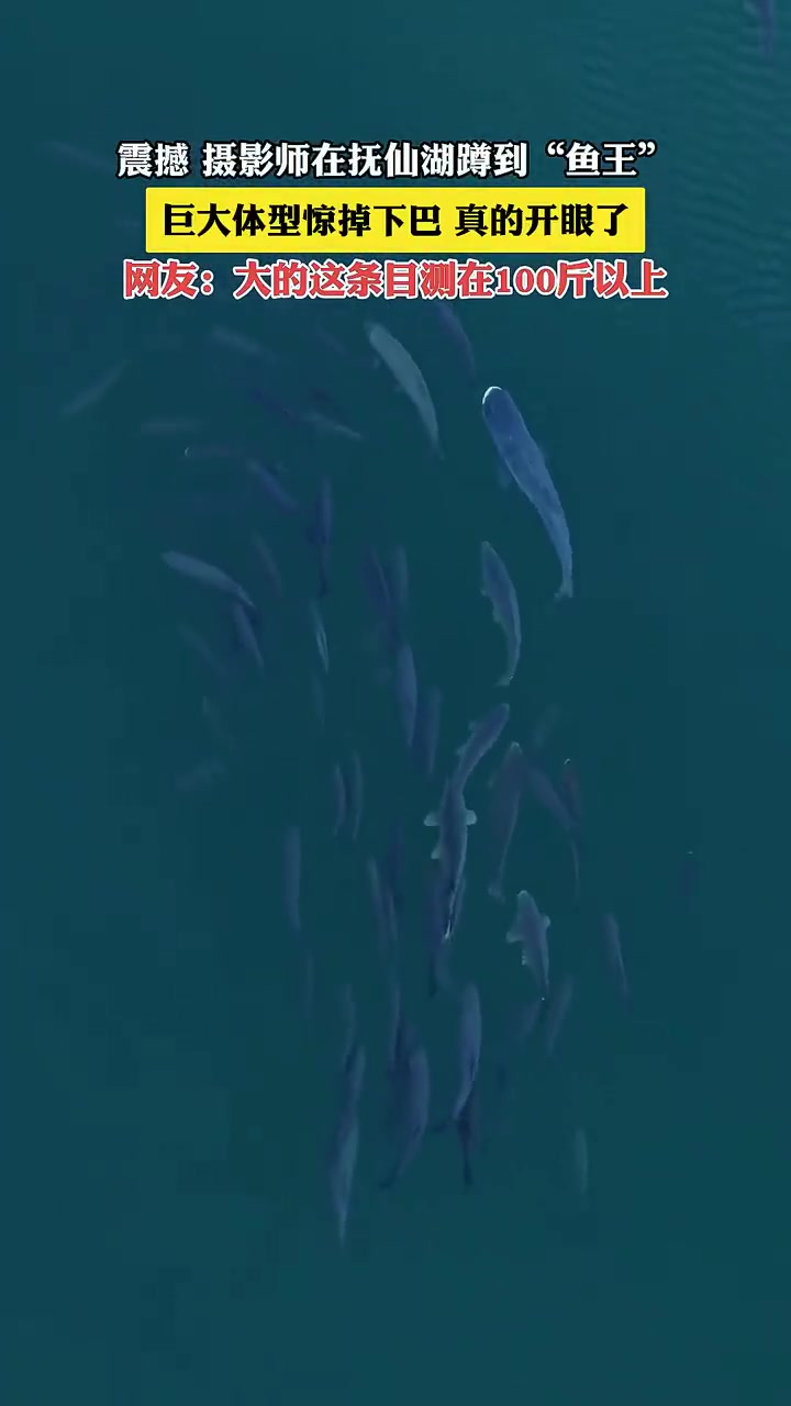 摄影师在抚仙湖蹲到“鱼王”，巨大体型好震惊，真的开眼了