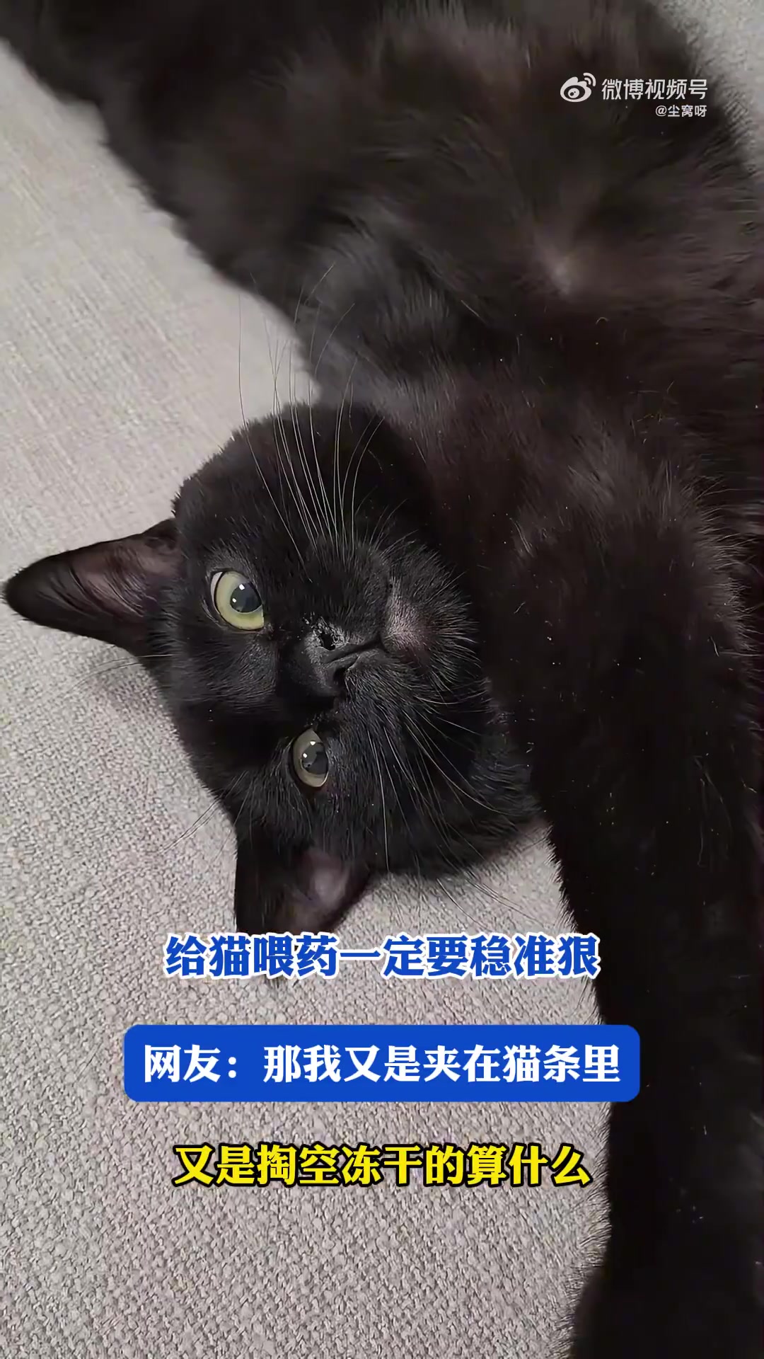 给猫喂药一定要稳准狠！