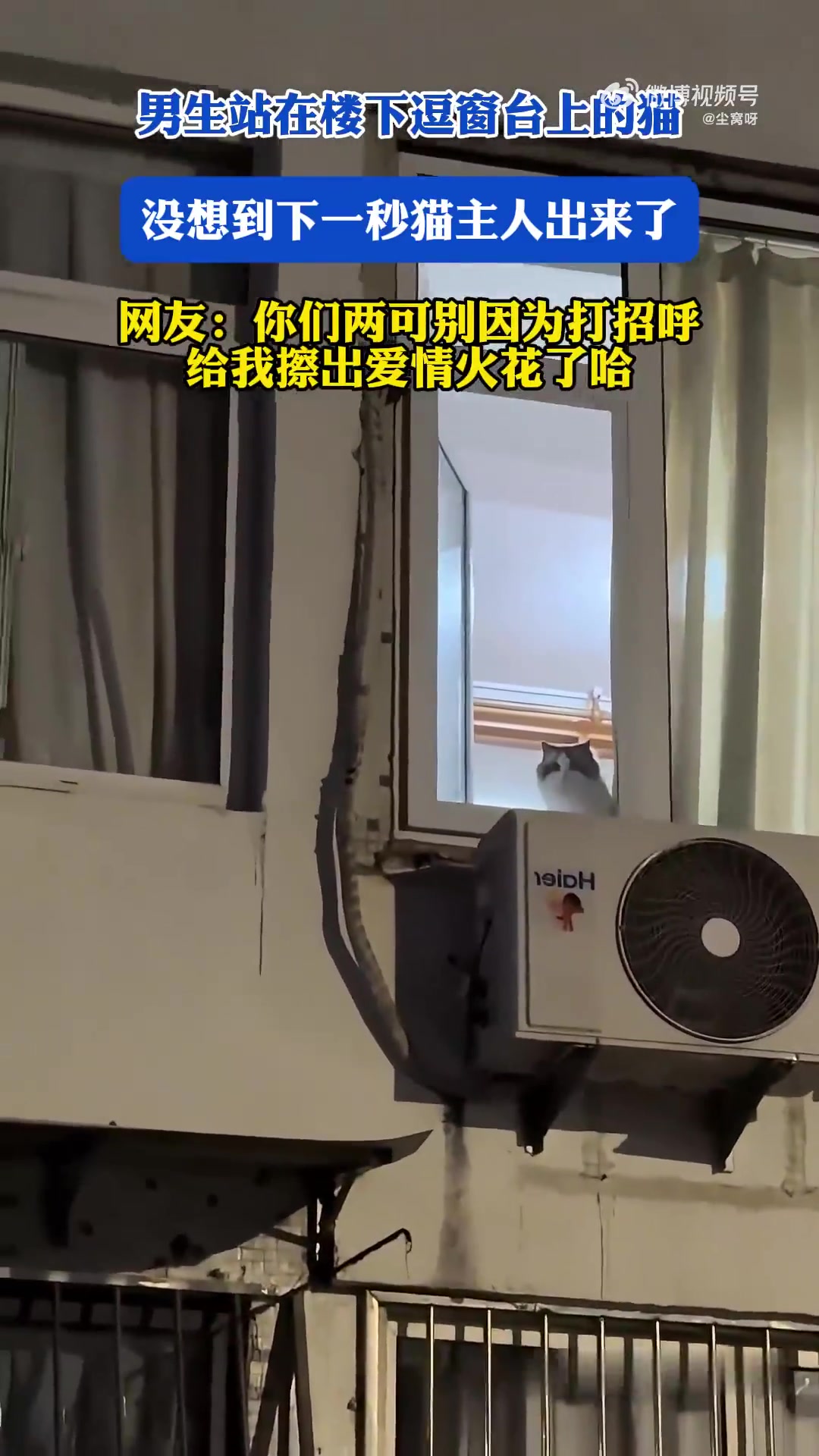 男生站在楼下逗窗台上的猫，没想到下一秒猫主人出来了