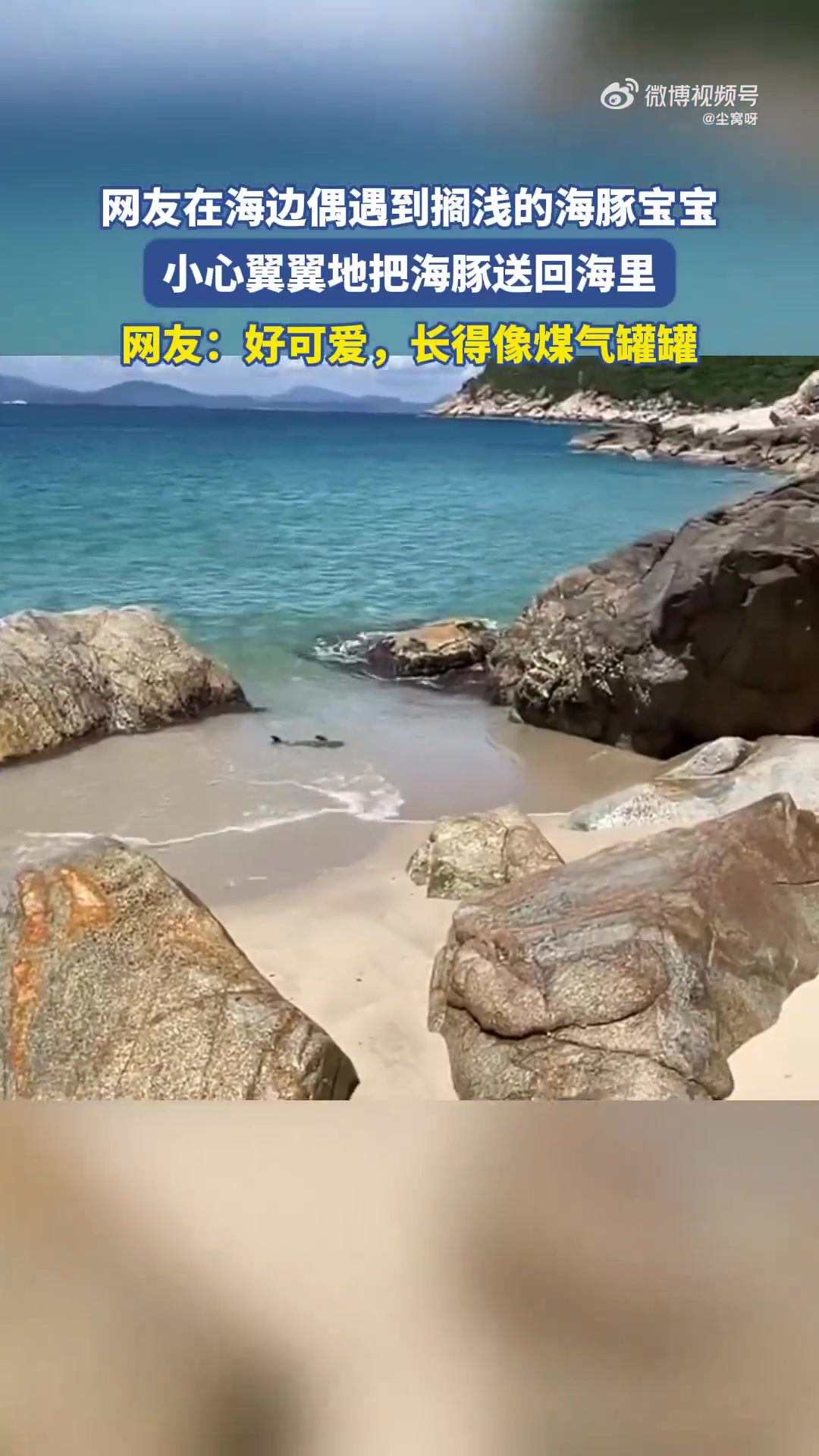 网友在海边偶遇到搁浅的海豚宝宝，小心翼翼地把海豚送回海里！