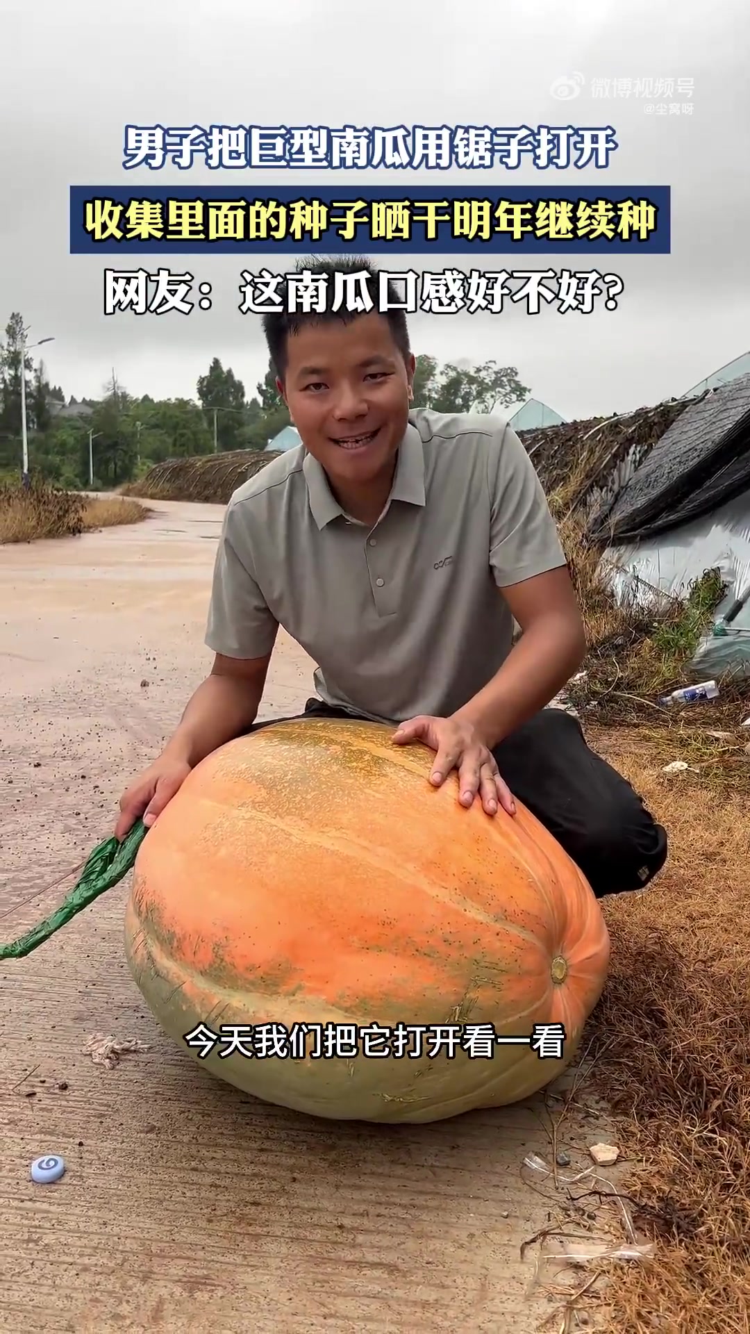 男子把巨型南瓜用锯子打开，收集里面的种子晒干明年继续种