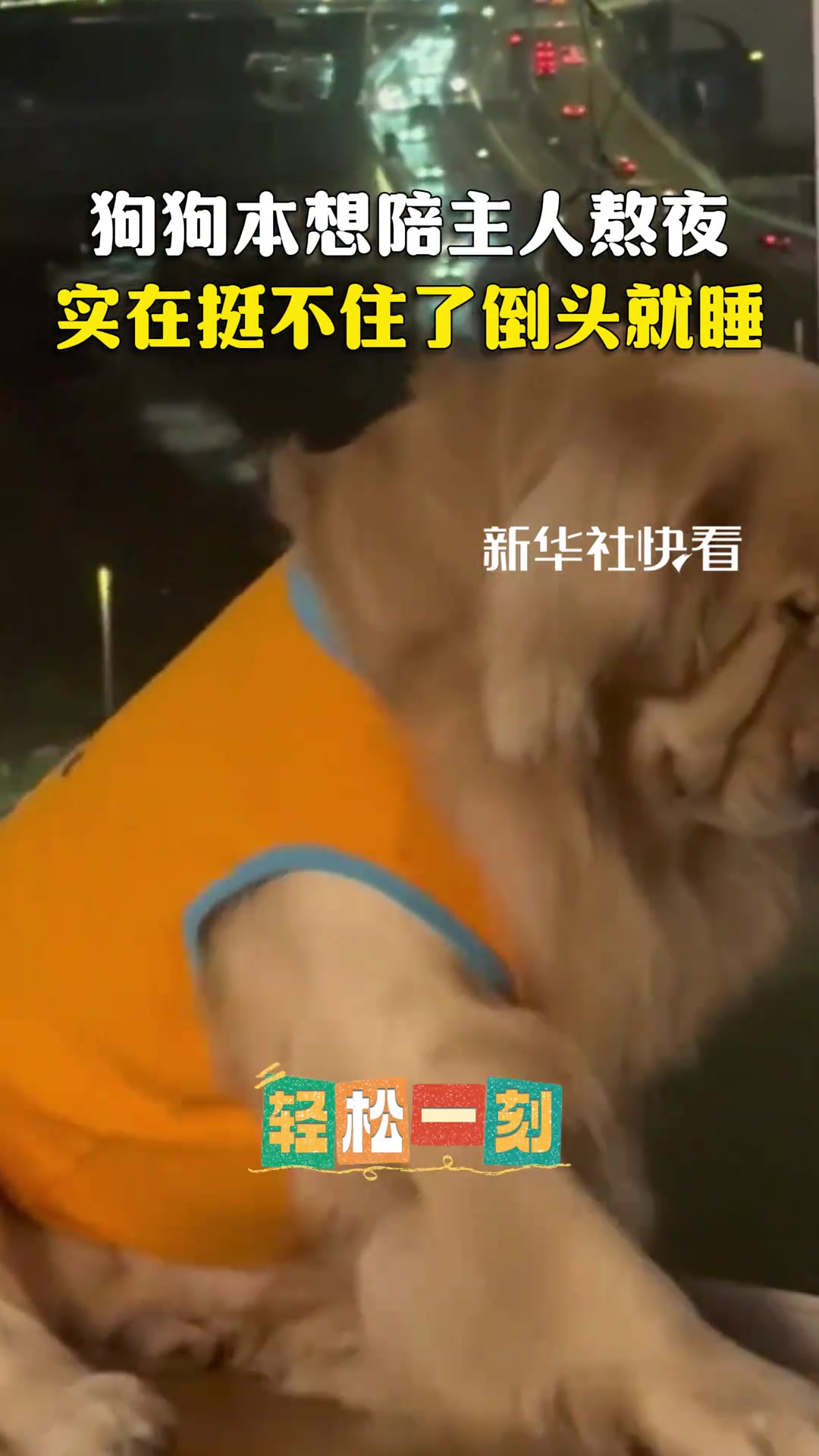 狗狗本想陪主人熬夜，实在挺不住了倒头就睡