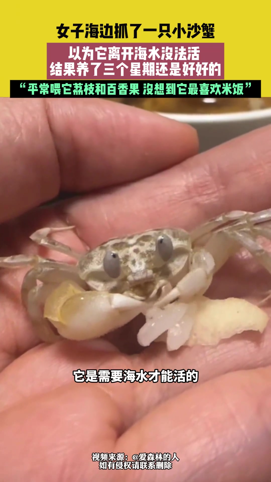 女子海边抓了一只小沙蟹，以为它离开海水没法活