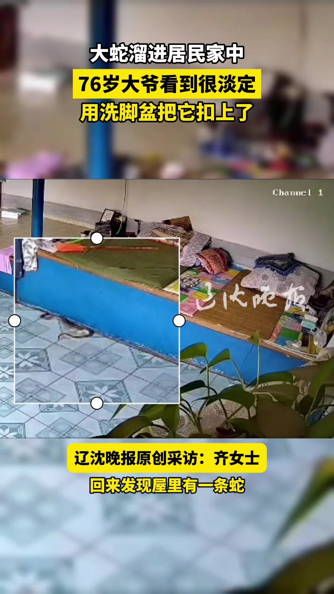 大蛇溜进居民家中，76岁大爷看到很淡定，用洗脚盆把它扣上了