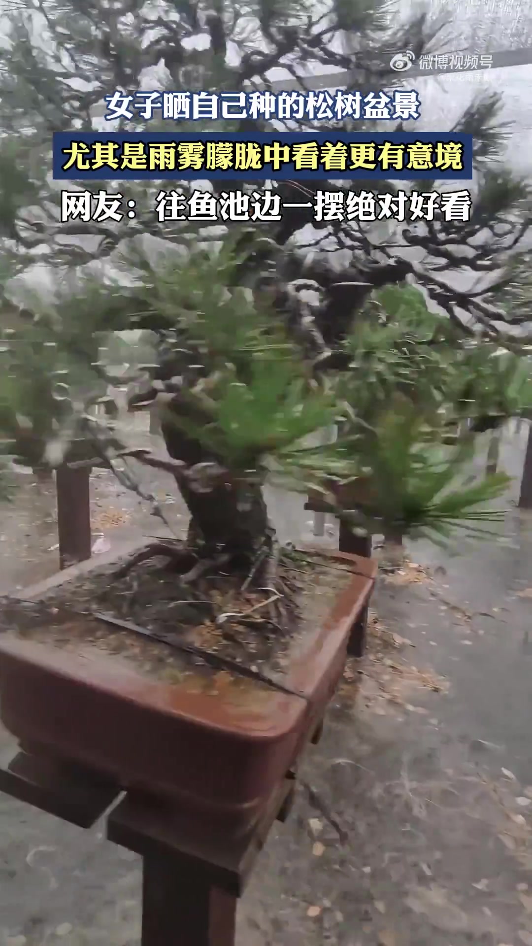 女子晒自己种的松树盆景，尤其是雨雾朦胧中看着更有意境