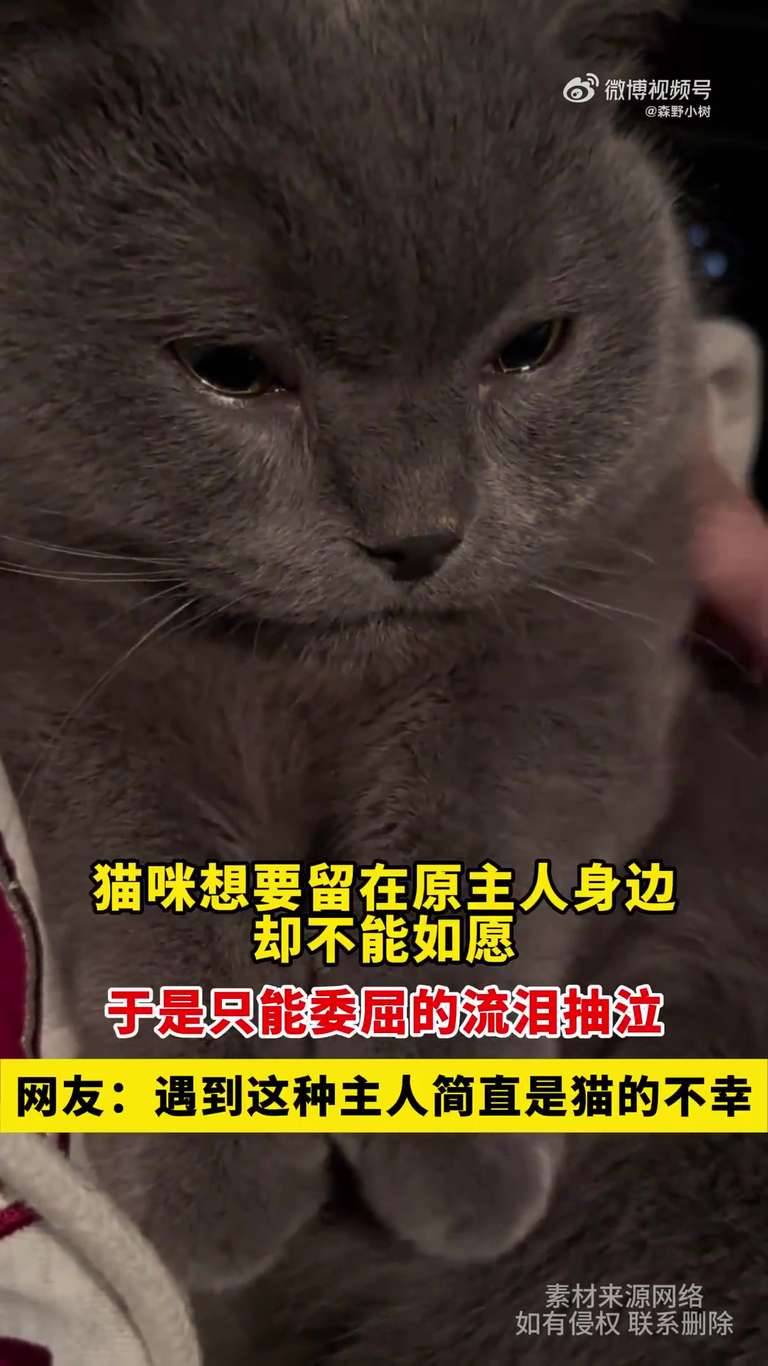 猫咪想要留在原主人身边却不能如愿，于是只能委屈的流泪抽泣