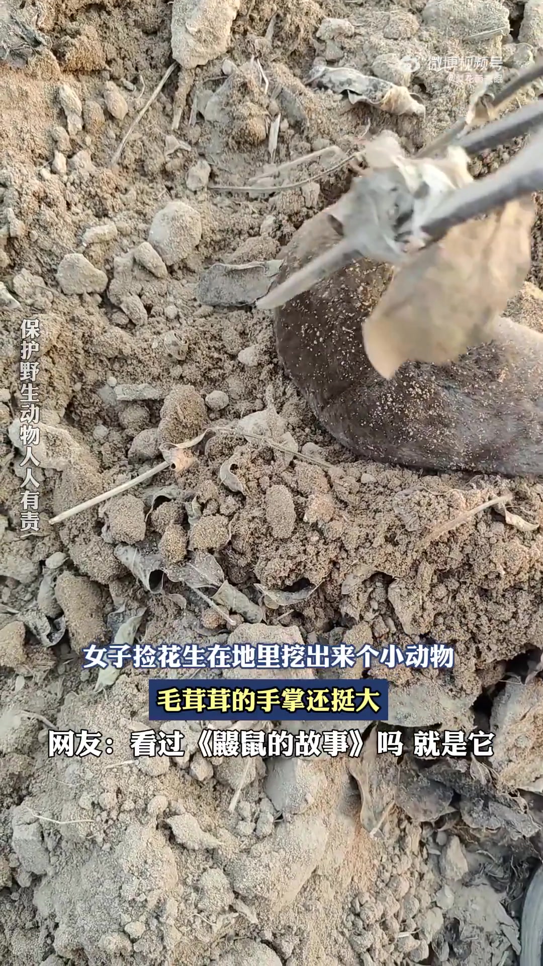 女子捡花生在地里挖出来个小动物，毛茸茸的手掌还挺大