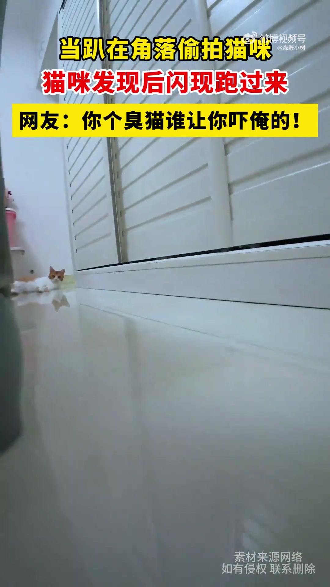 当趴在角落偷拍猫咪，猫咪发现后闪现跑过来