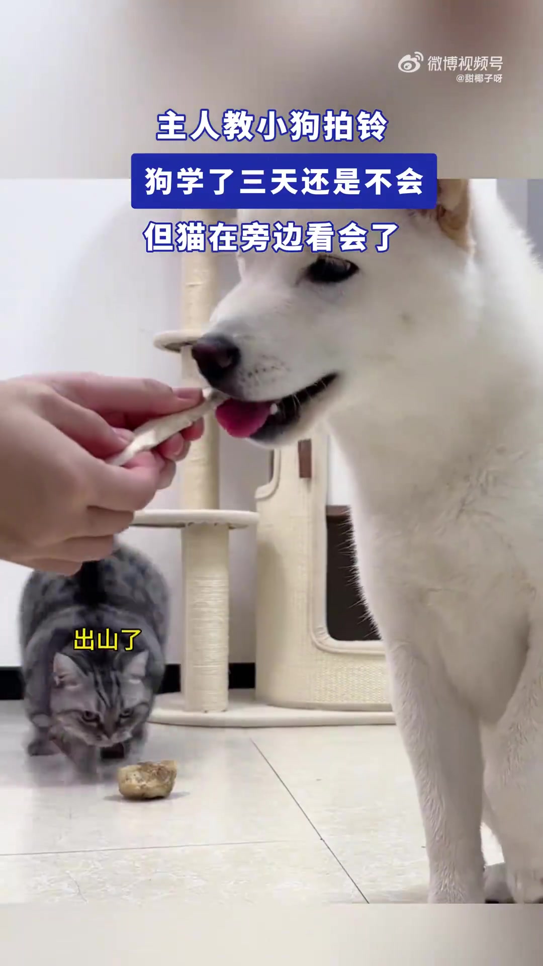 狗學(xué)拍鈴三天不會，貓在旁看會了