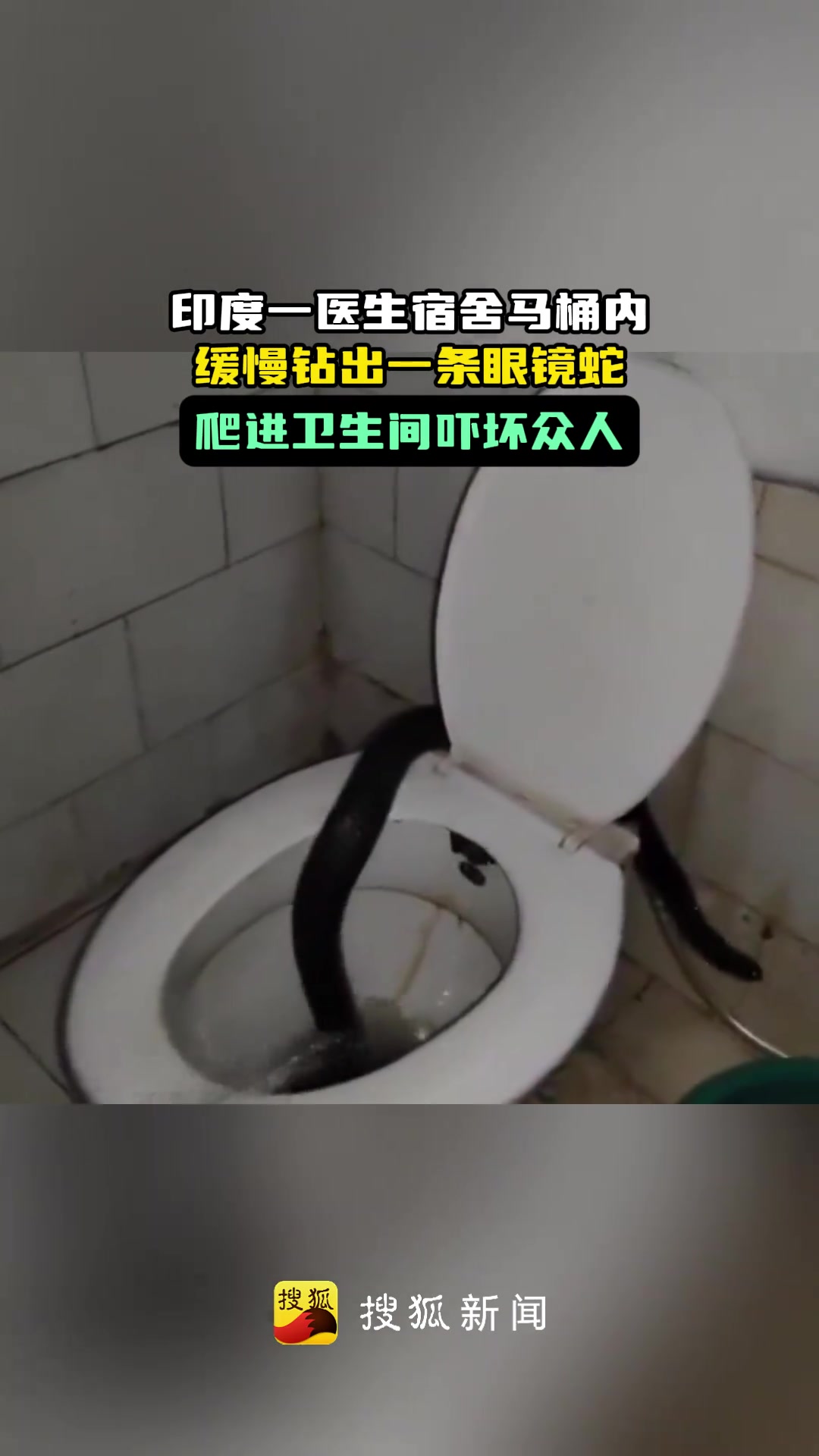 印度一醫(yī)生宿舍馬桶內(nèi)緩慢鉆出一條眼鏡蛇爬進衛(wèi)生間嚇壞眾人