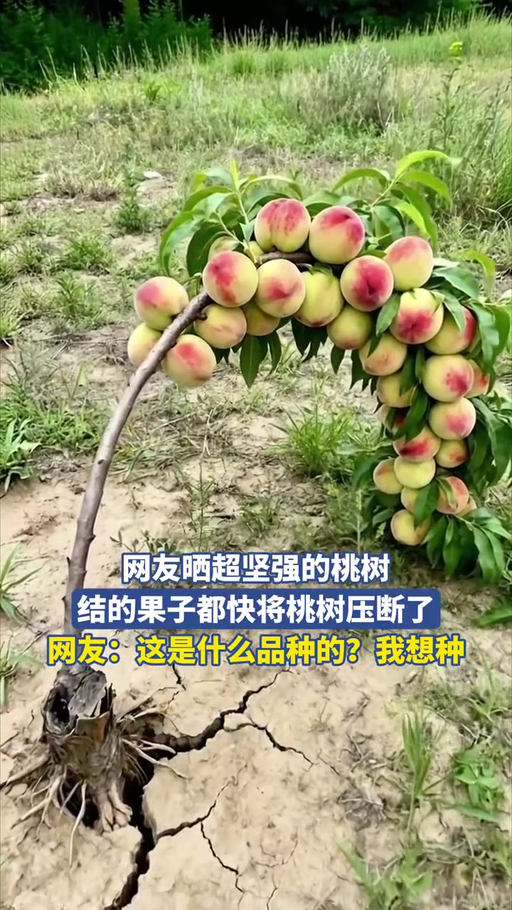 網(wǎng)友曬超堅強的桃樹，結(jié)的果子都快將桃樹壓斷了