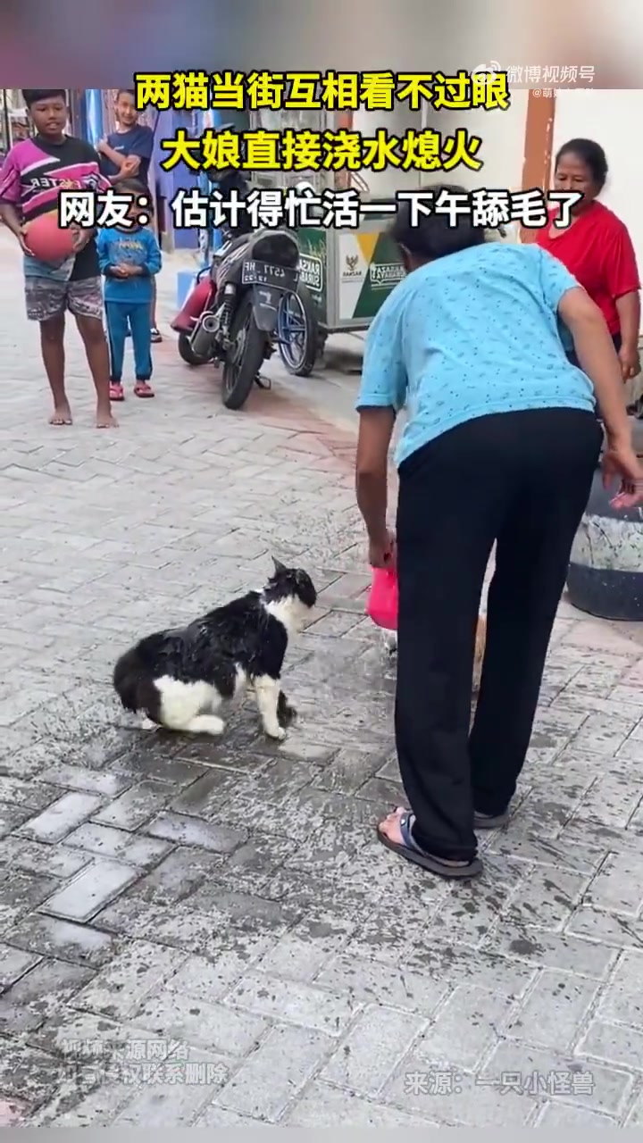 两猫互相看不过眼大娘直接浇水熄火网友：估计得忙一下午舔毛了