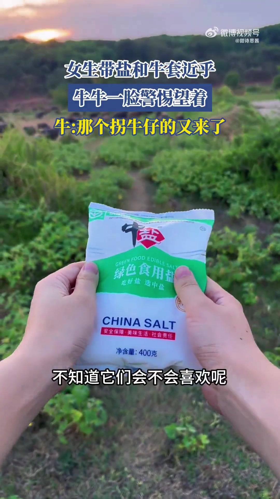 女生带盐和牛套近乎，牛牛一脸警惕望着