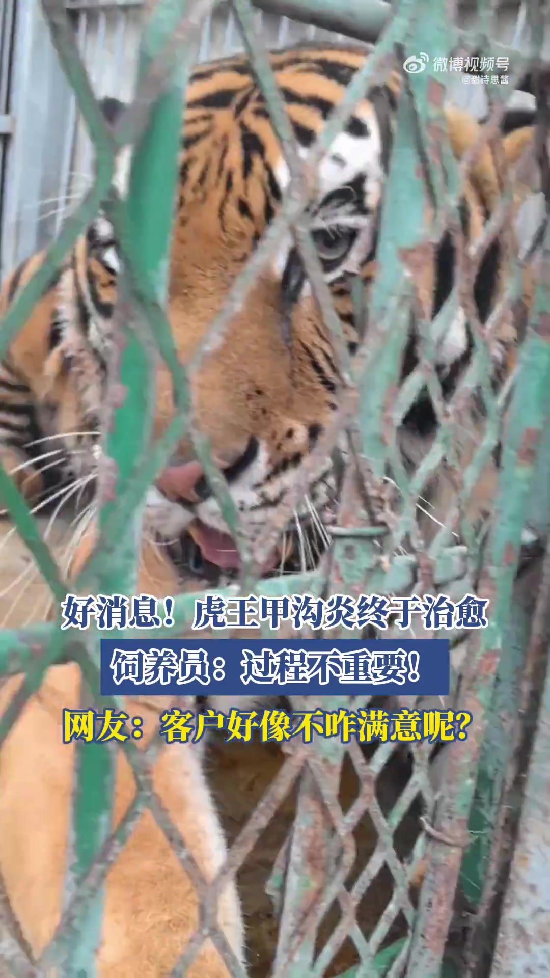 好消息！虎王甲沟炎终于治愈，饲养员：过程不重要