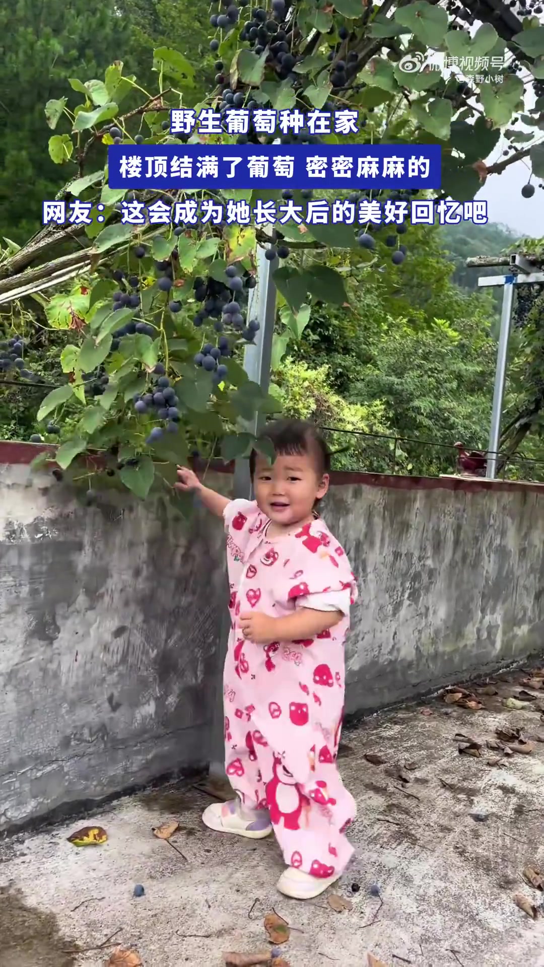 野生葡萄种在家，楼顶结满了葡萄，密密麻麻的