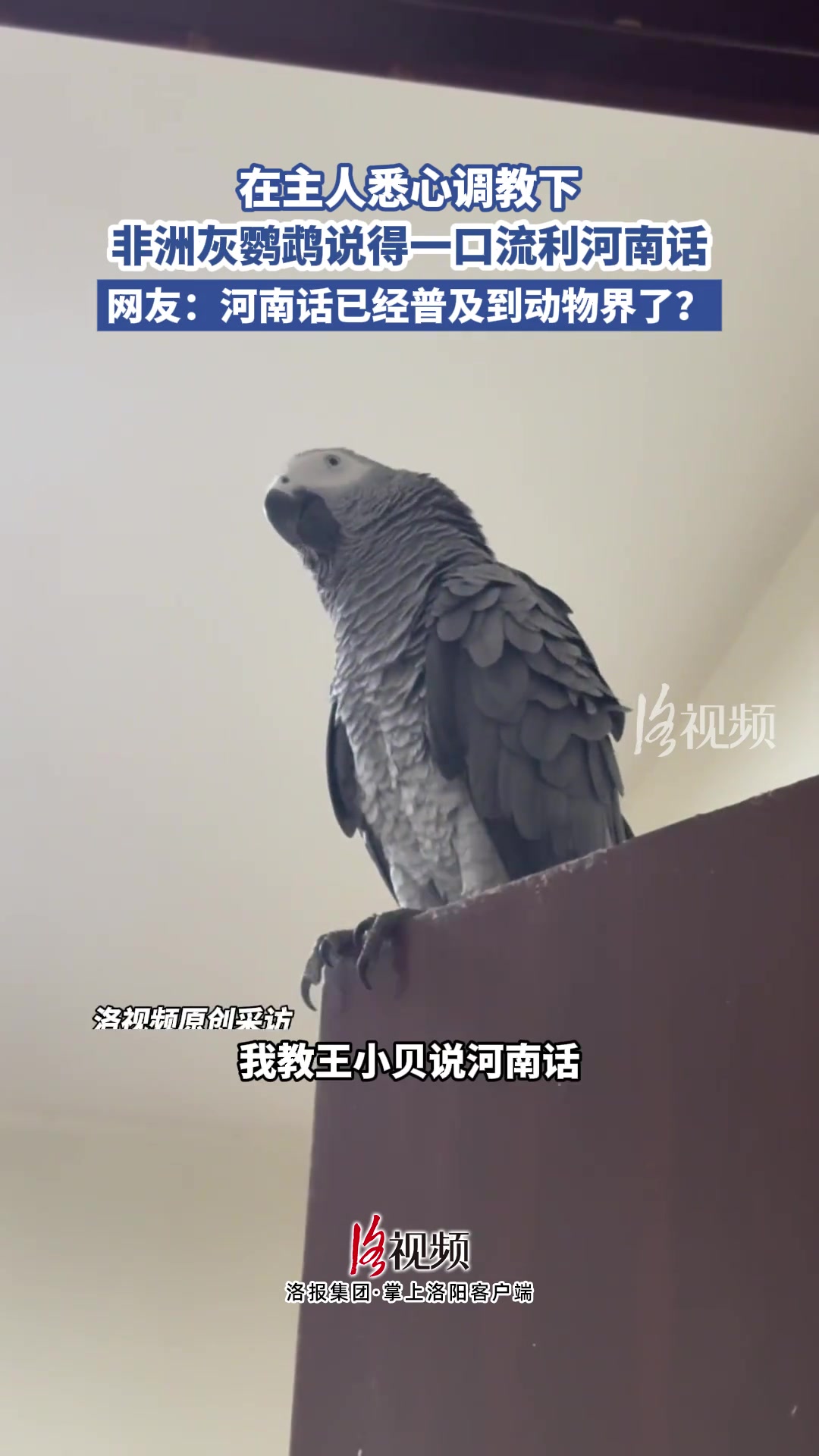 在主人悉心調(diào)教下，非洲灰鸚鵡說得一口流利河南話