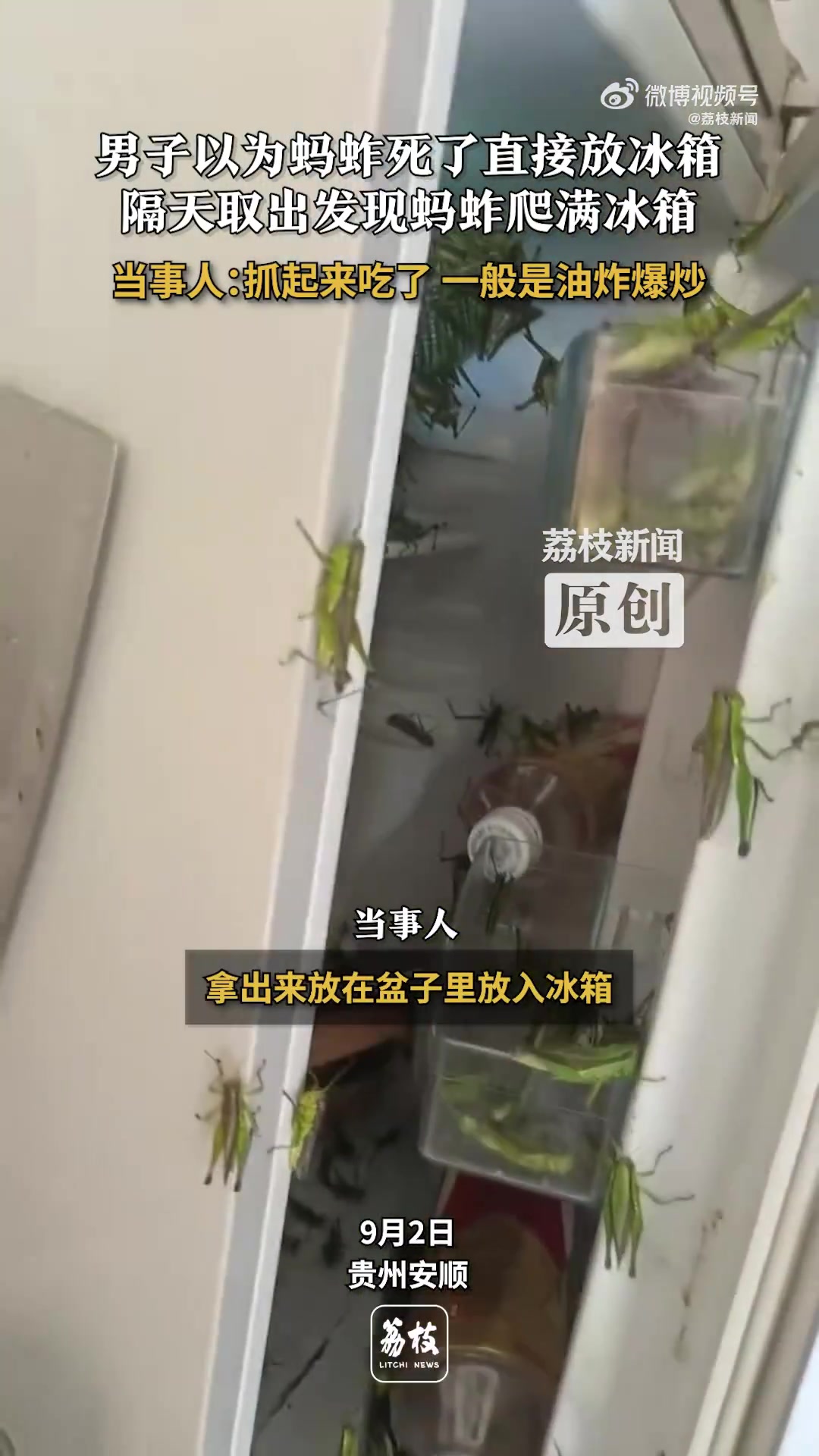 男子以為螞蚱死了沒蓋放冰箱，隔天一開門發(fā)現(xiàn)螞蚱爬滿冰箱