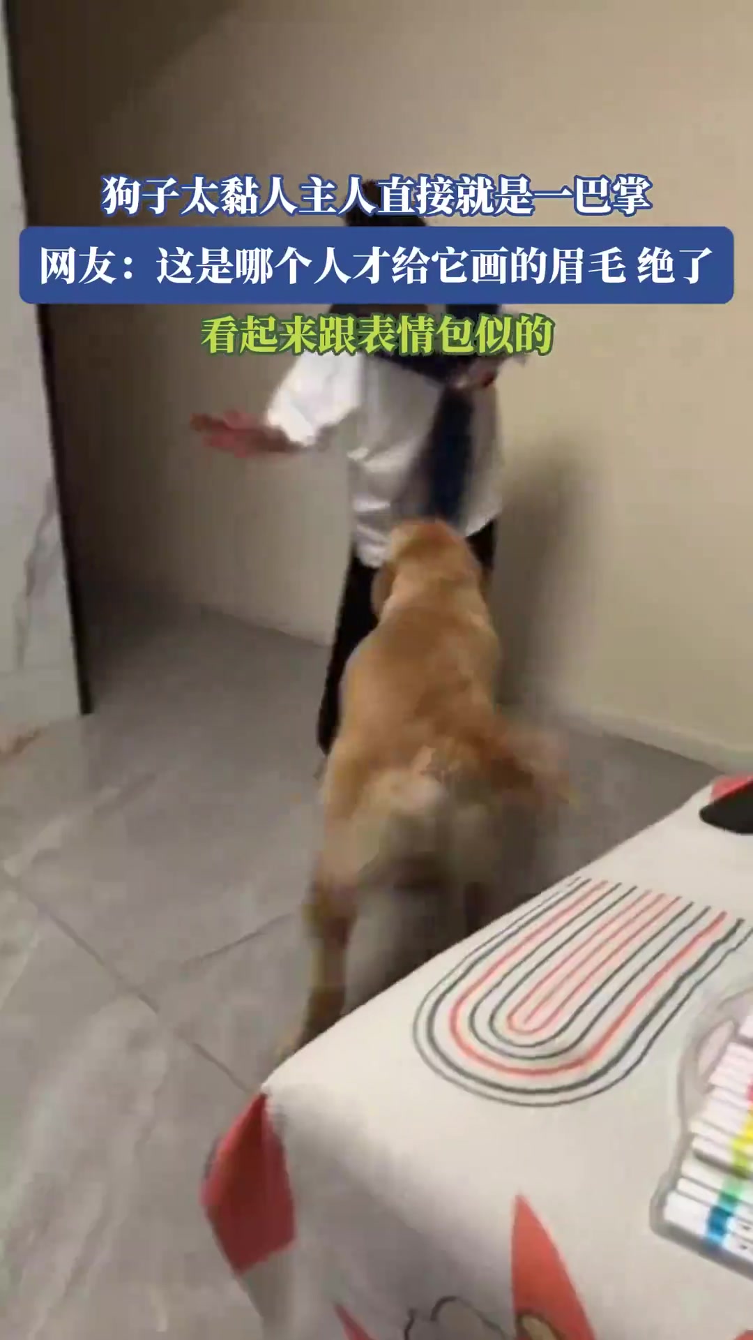狗子太黏人主人直接就是一巴掌，网友：这是哪个人才给它画的眉毛