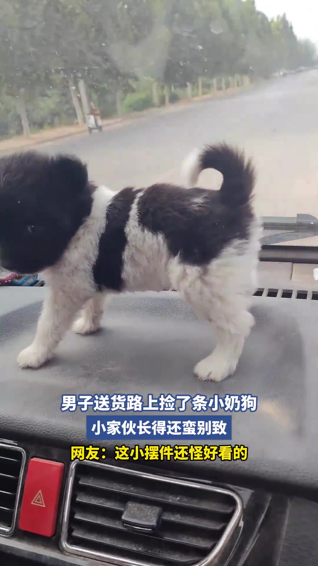 男子送货路上捡了条小奶狗，小家伙长得还蛮别致