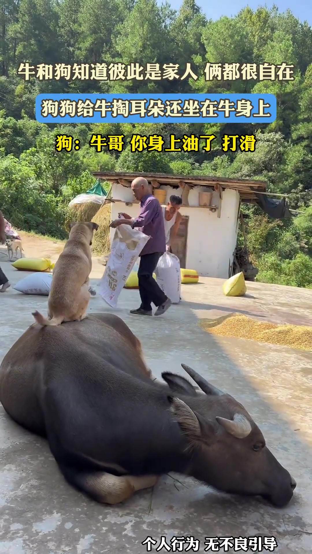 牛和狗知道彼此是家人俩都很自在，狗狗给牛掏耳朵还坐在牛身上