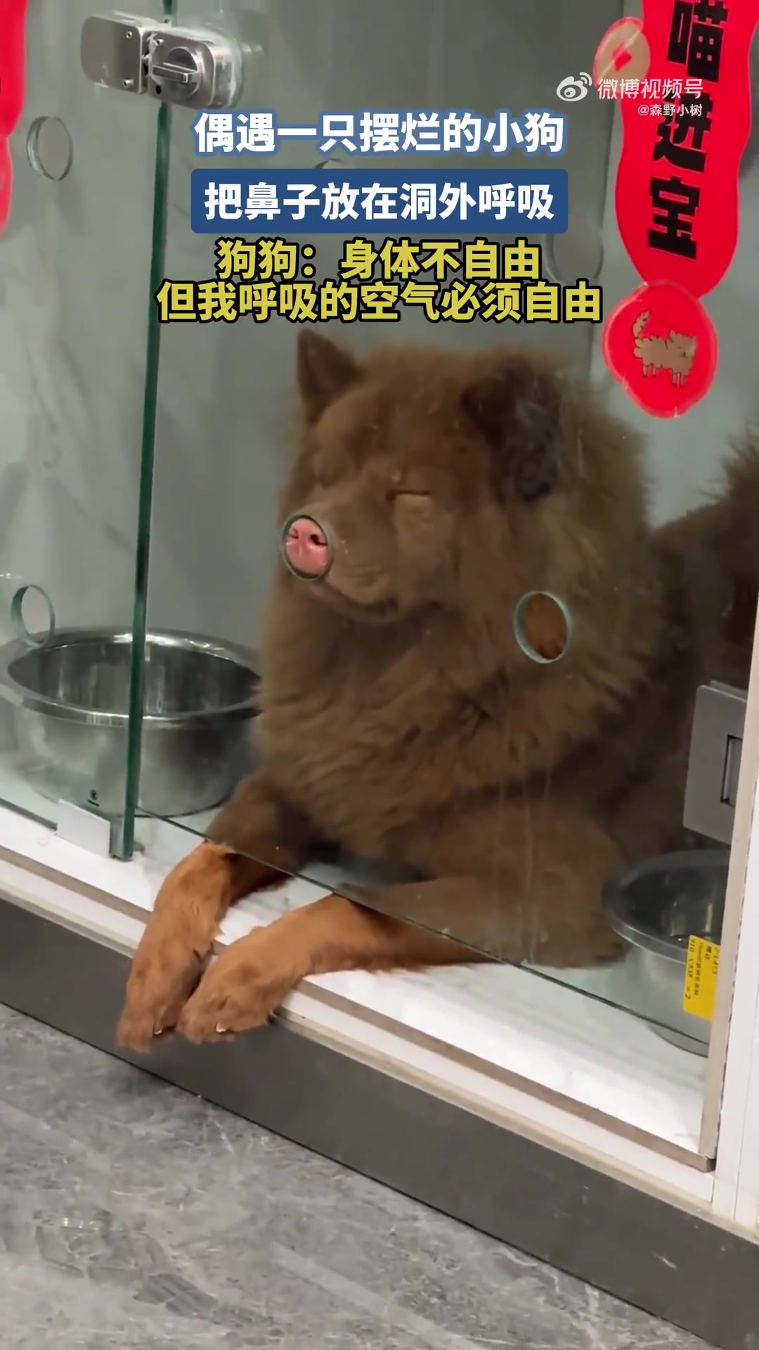 偶遇一只擺爛的小狗，把鼻子放在洞外呼吸