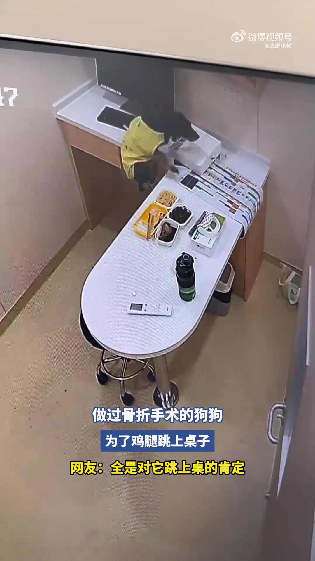 做過(guò)骨折手術(shù)的狗狗，為了雞腿跳上桌子