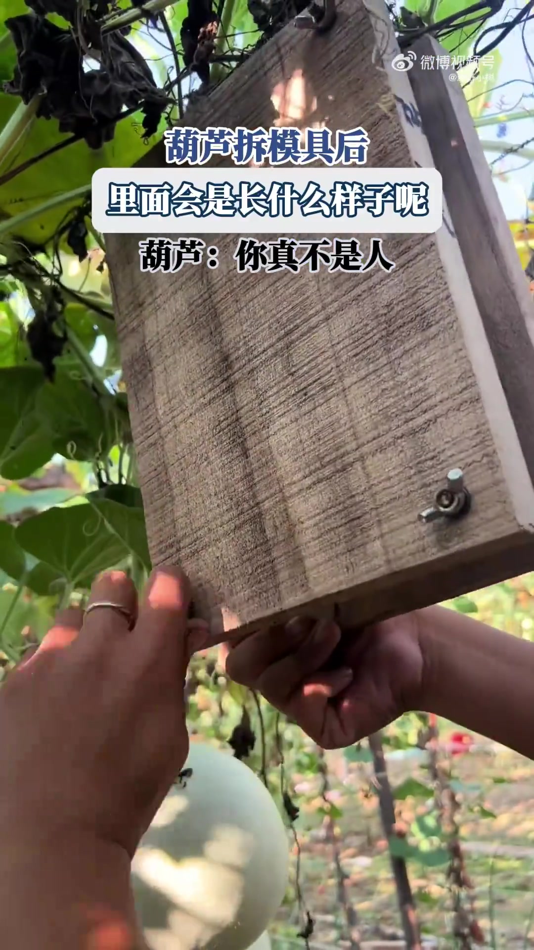 葫蘆拆模具后，里面會(huì)是長(zhǎng)什么樣子呢，葫蘆：你真不是人！