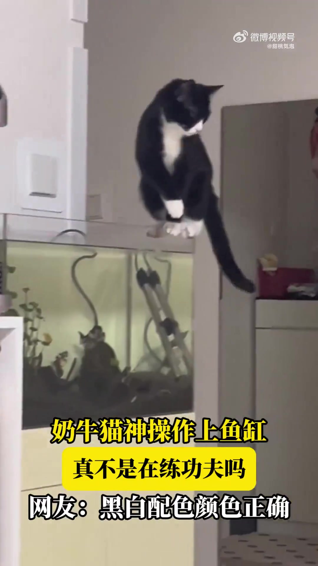 奶牛猫神操作上鱼缸，真不是在练功夫吗