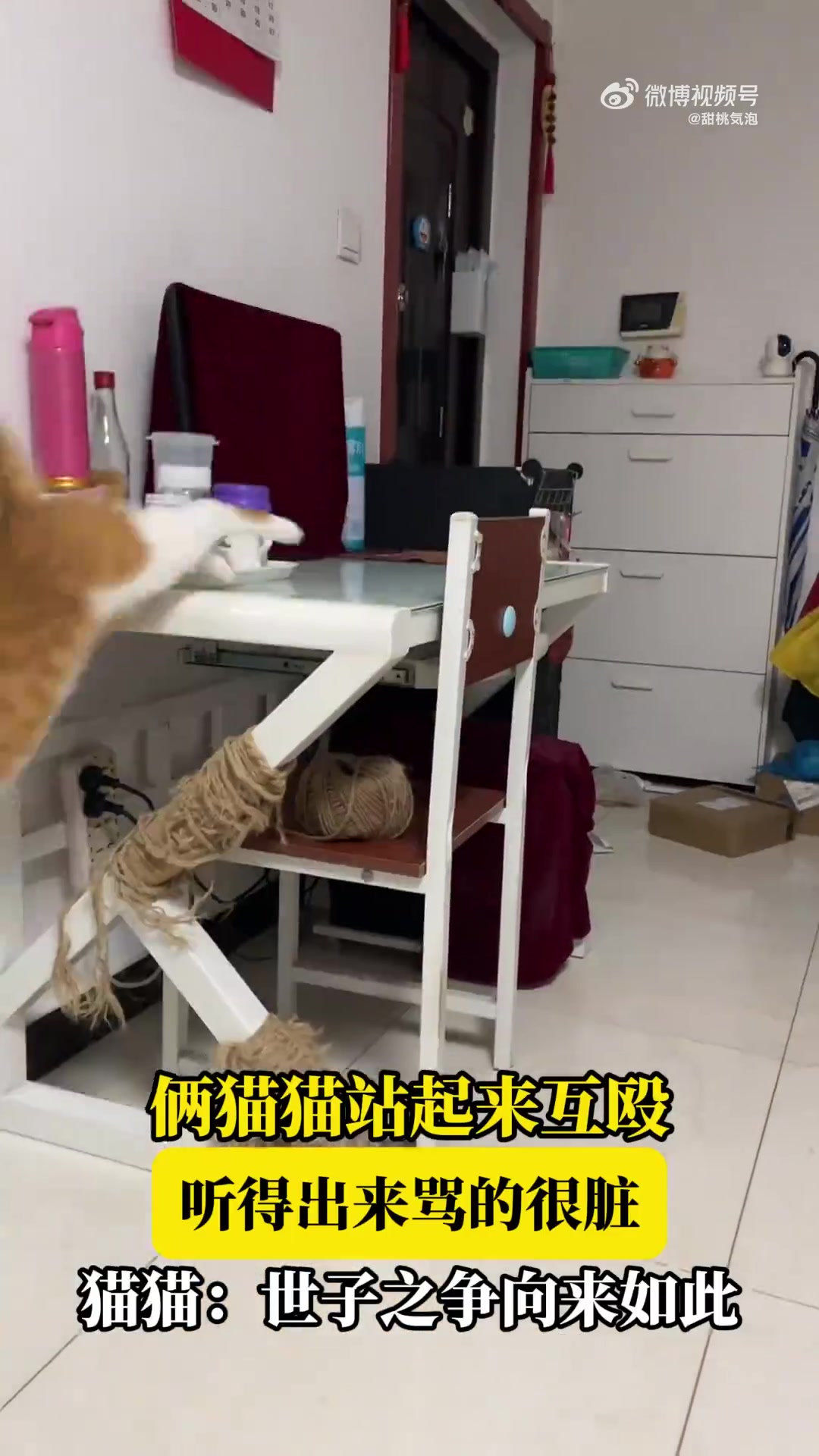 俩猫猫站起来互殴，听得出来骂的很脏