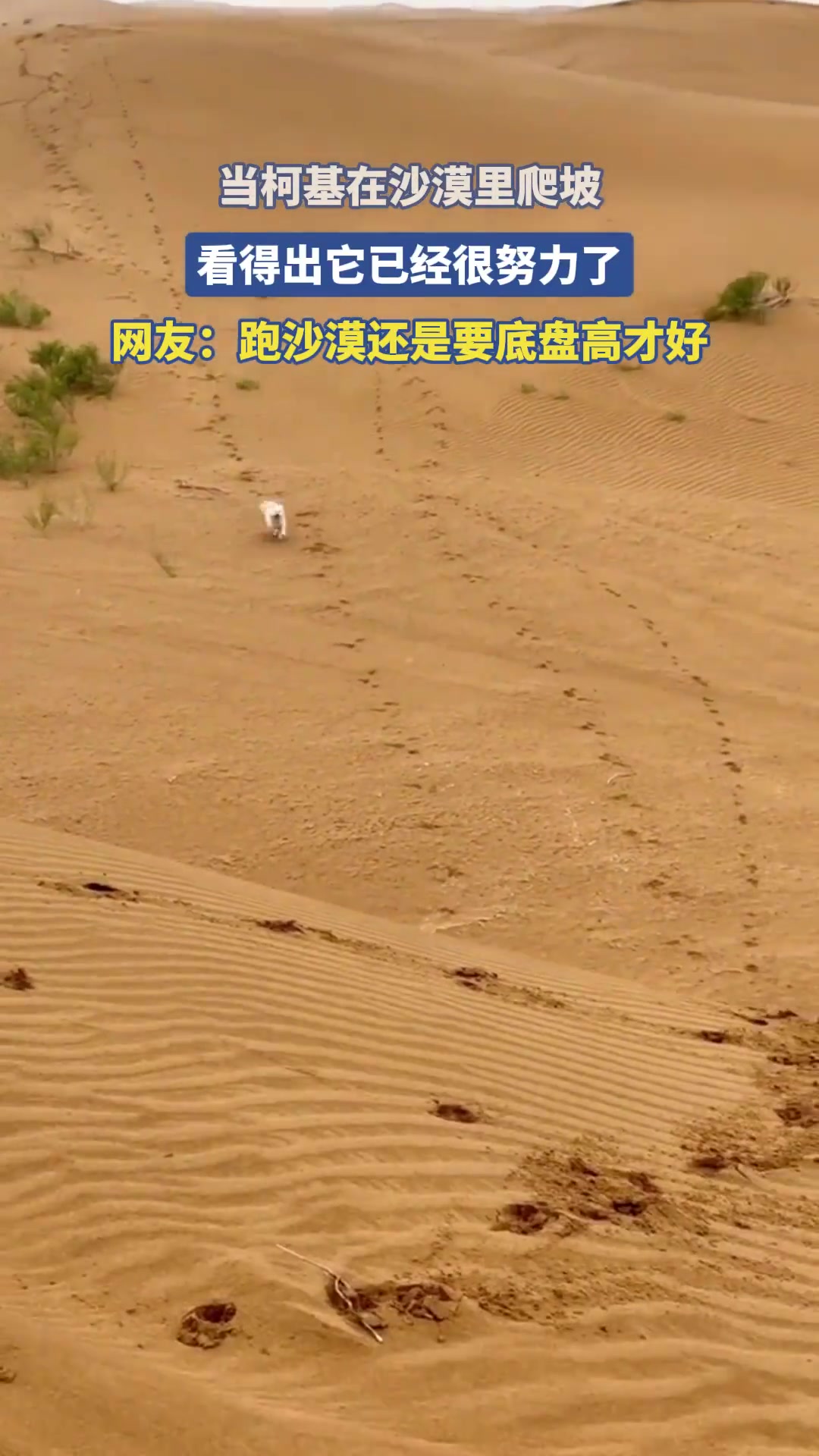 當(dāng)柯基在沙漠里爬坡，看得出它已經(jīng)很努力了