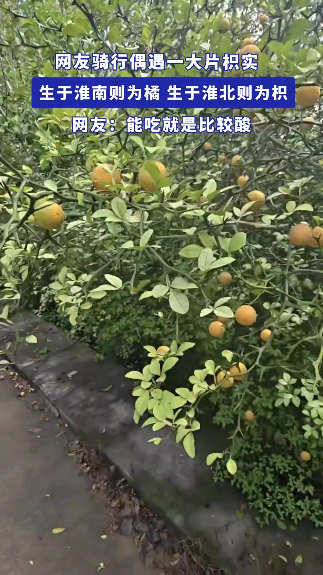 網(wǎng)友騎行偶遇一大片枳實，生于淮南則為橘，生于淮北則為枳