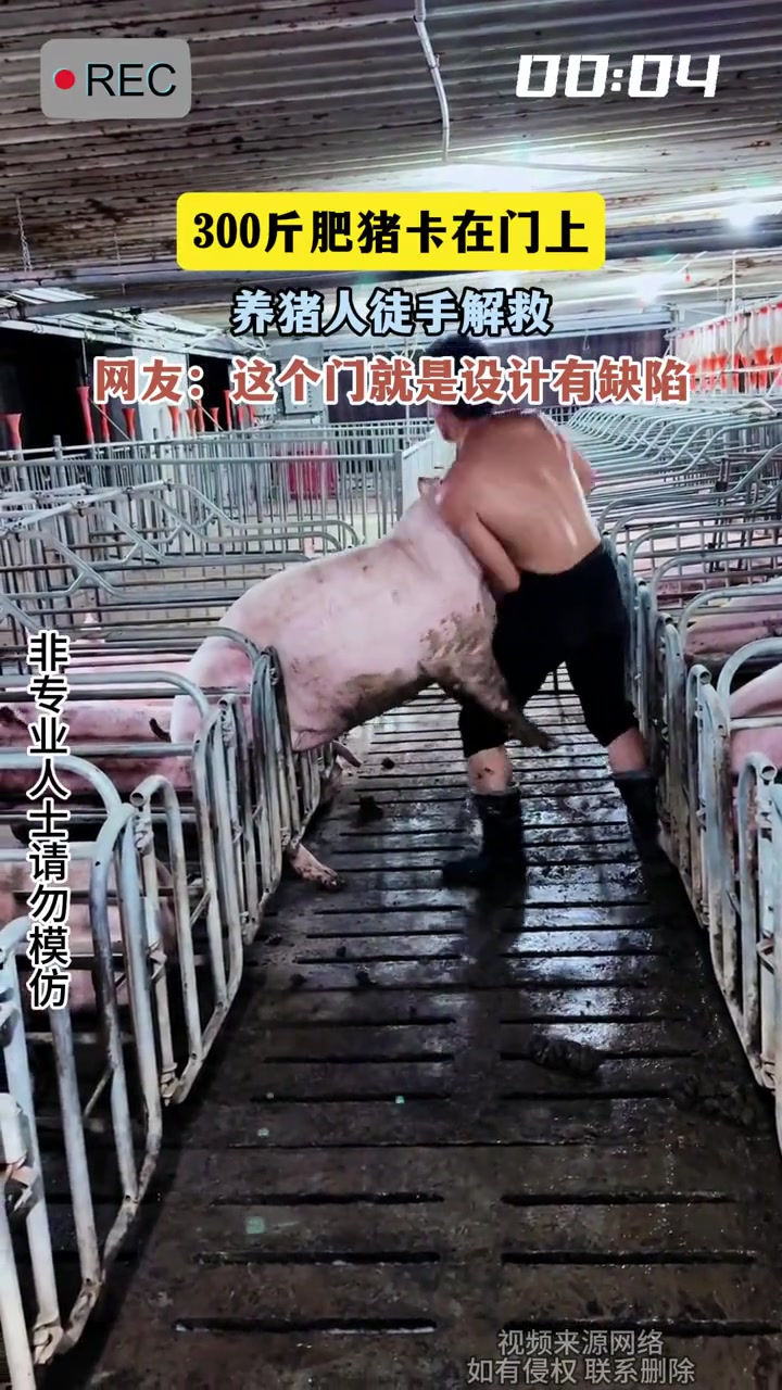 300斤肥豬卡在門上,養(yǎng)豬人徒手解救