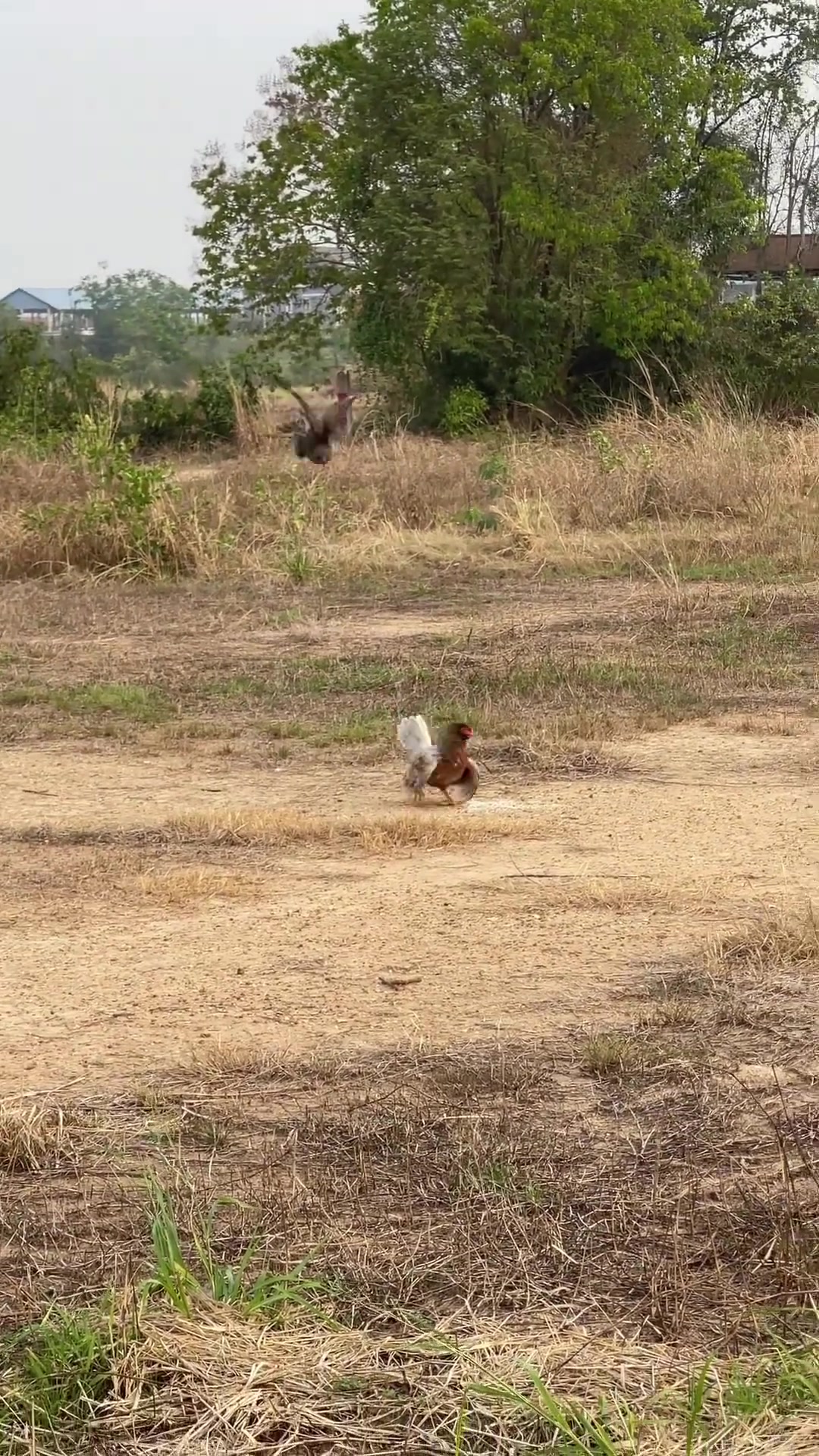 国外网友恶搞:这是水晶宫vs利物浦