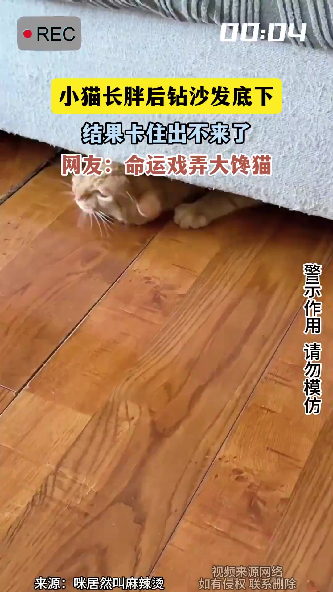 小猫长胖后钻沙发底下，结果卡住出不来了
