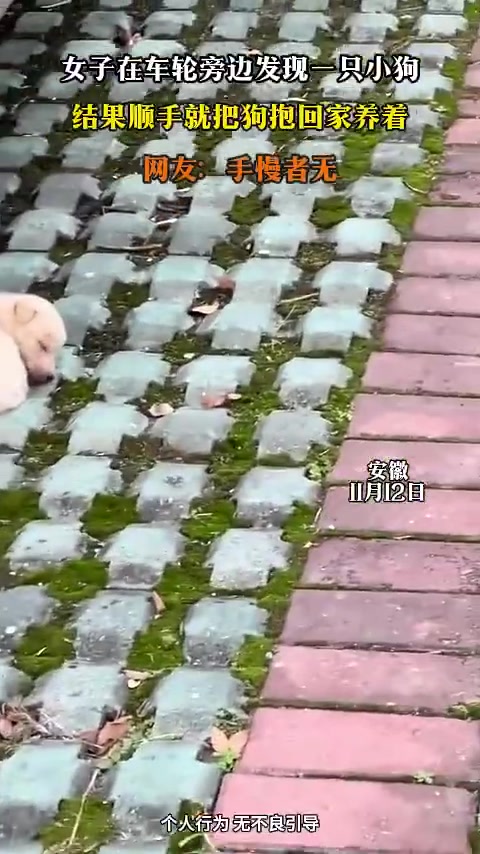 女子在车轮旁边发现一只小狗，结果顺手就把狗抱回家养着