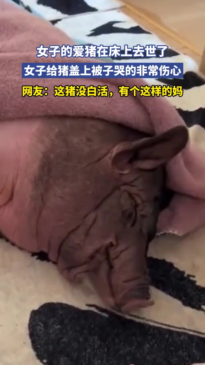 女子的爱猪去世了，女子给猪盖上被子哭得非常伤心！