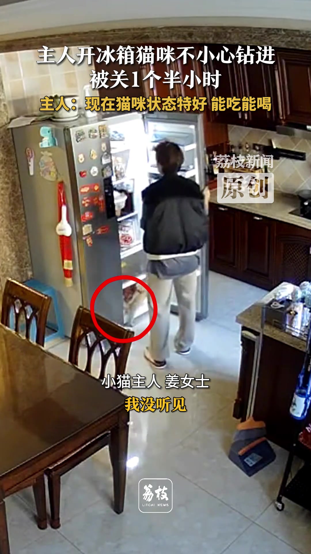 主人开冰箱猫咪不小心钻进被关1个半小时