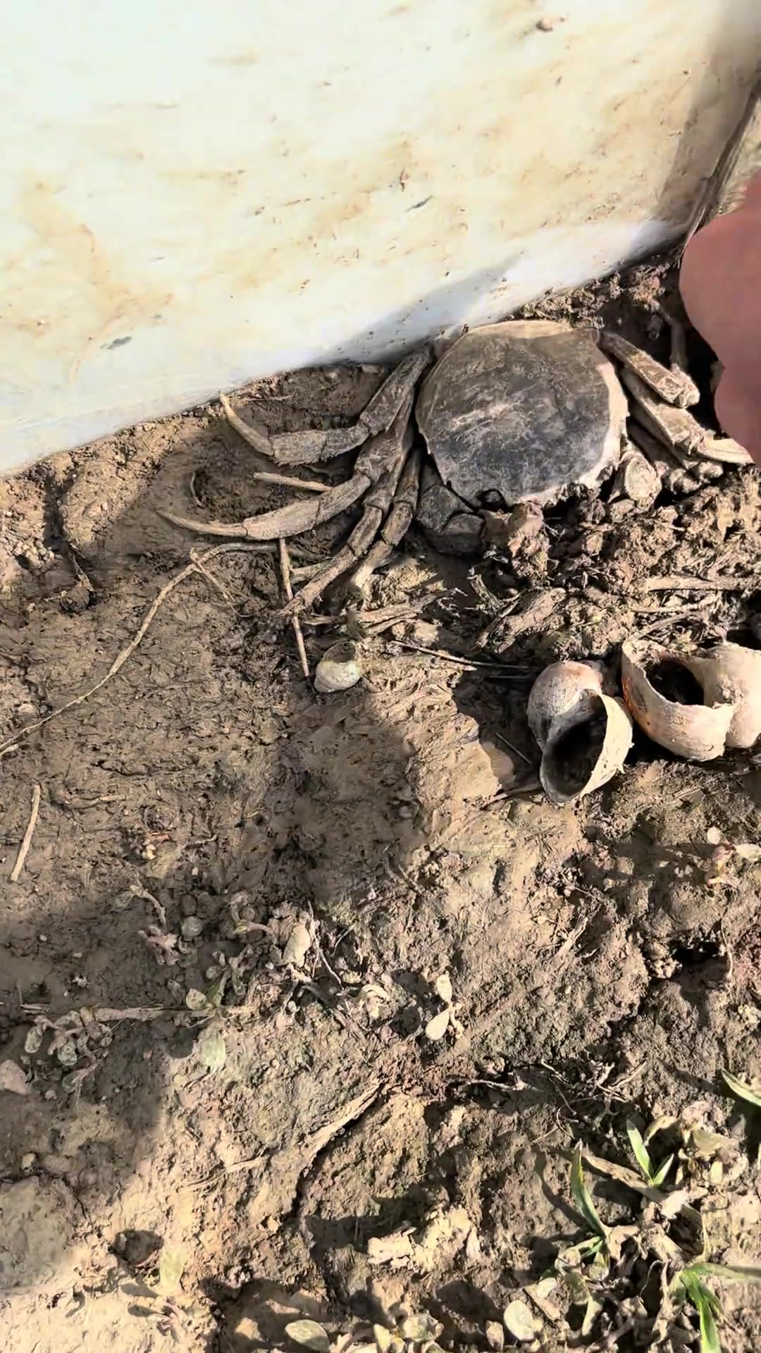 都快晒成螃蟹干了