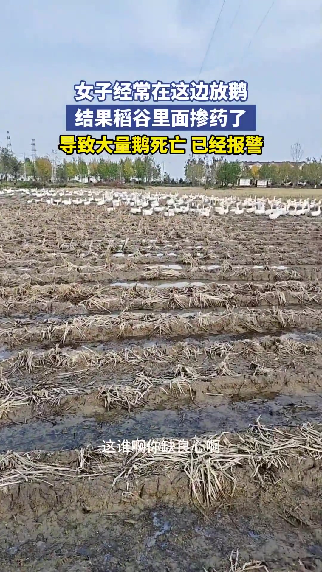 女子经常在这田里放鹅，结果稻谷里面掺药了！