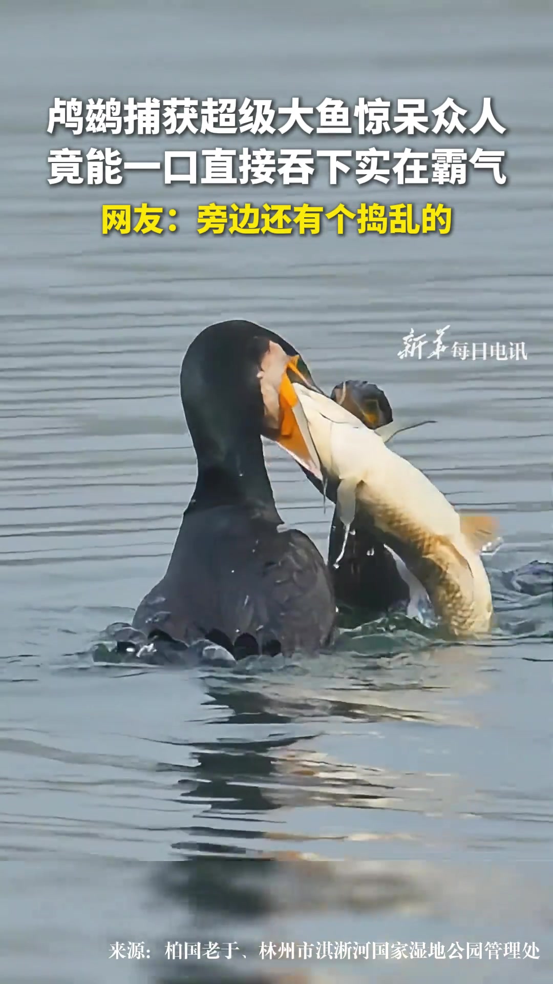 鸬鹚捕获超级大鱼惊呆众人 竟能一口直接吞下
